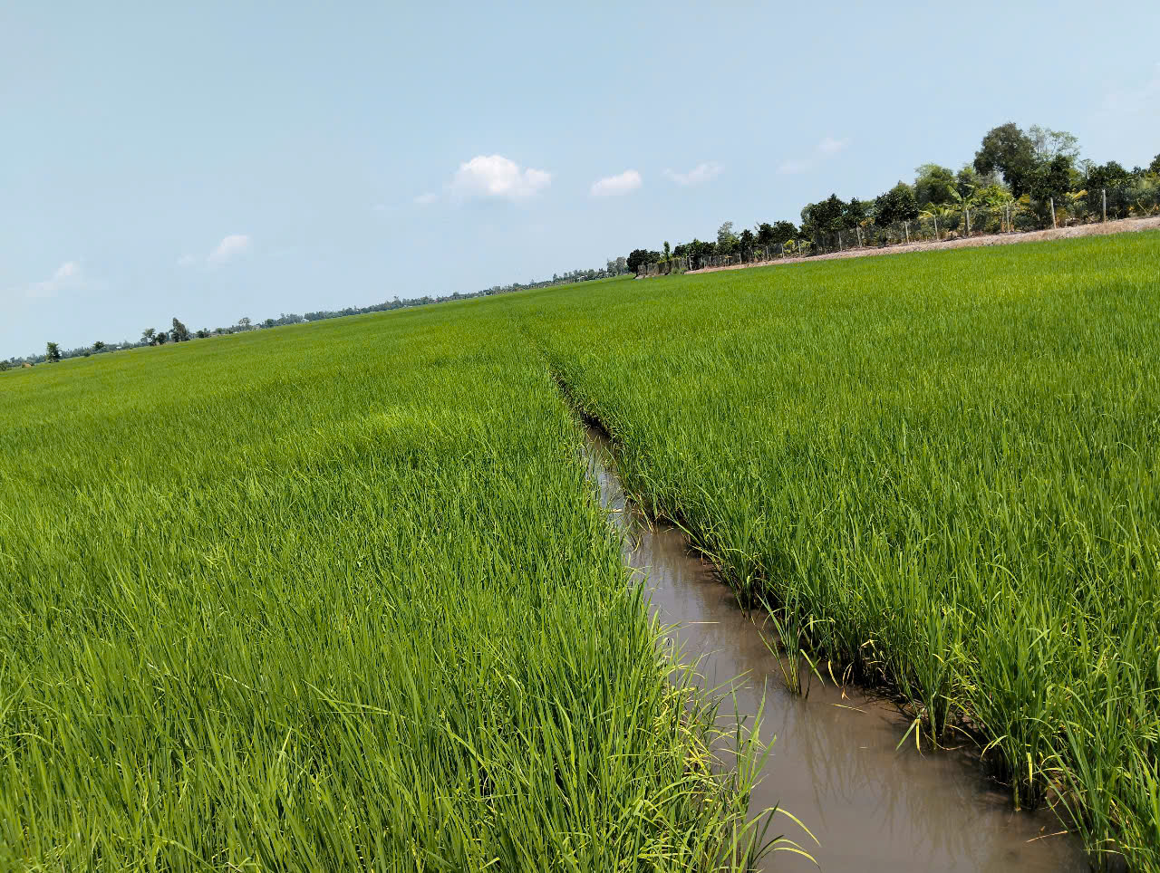 Bán miếng đất Mặt tiền tỉnh lộ 856. Cách chợ Mỹ Phú Tp. Cao Lãnh 8-9km. - Ảnh 1
