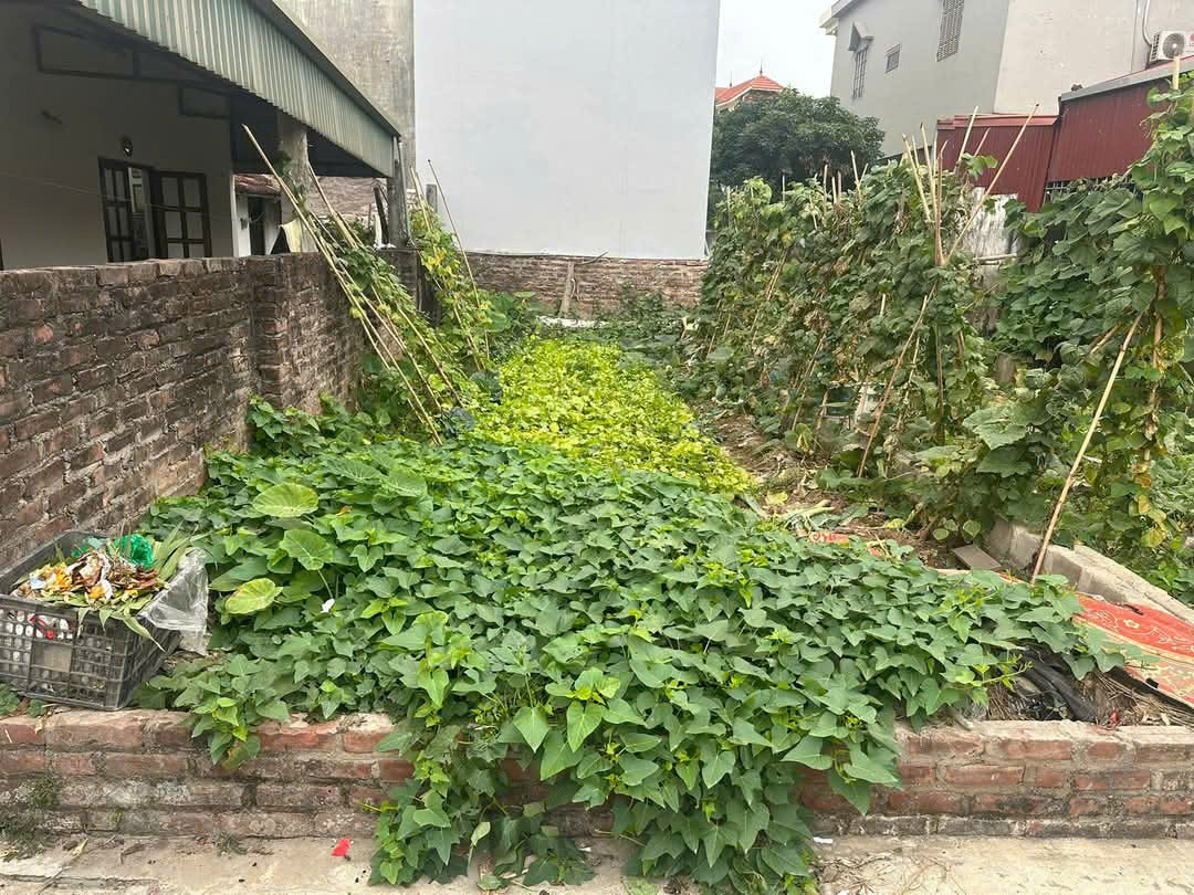 BÁN ĐẤT ĐÔNG MỸ, THANH TRÌ 62.5 4.1 4.85 TỶ - Ảnh chính