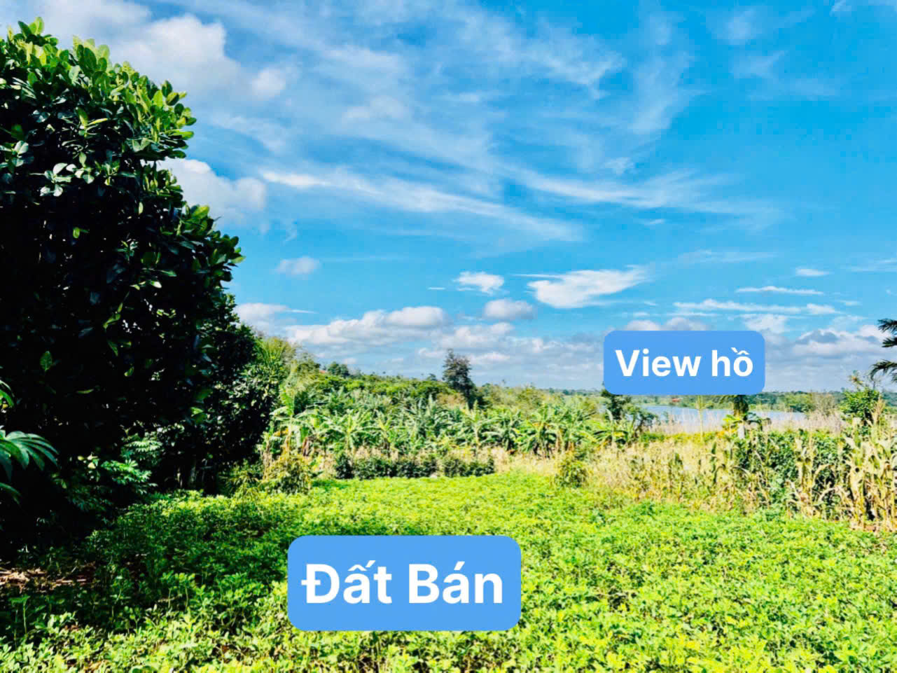 Ea Ning-Cư Kuin-Đắk Lắk đất mặt tiền đường bê tông view hồ 56 mát mẻ kdc đông ssawxn thổ cư chỉ - Ảnh 3