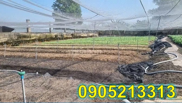 ⭐Chính chủ bán đất trồng cây lâu năm đường Bờ Kênh, Hóc Môn, HCM, 0905213313 - Ảnh chính
