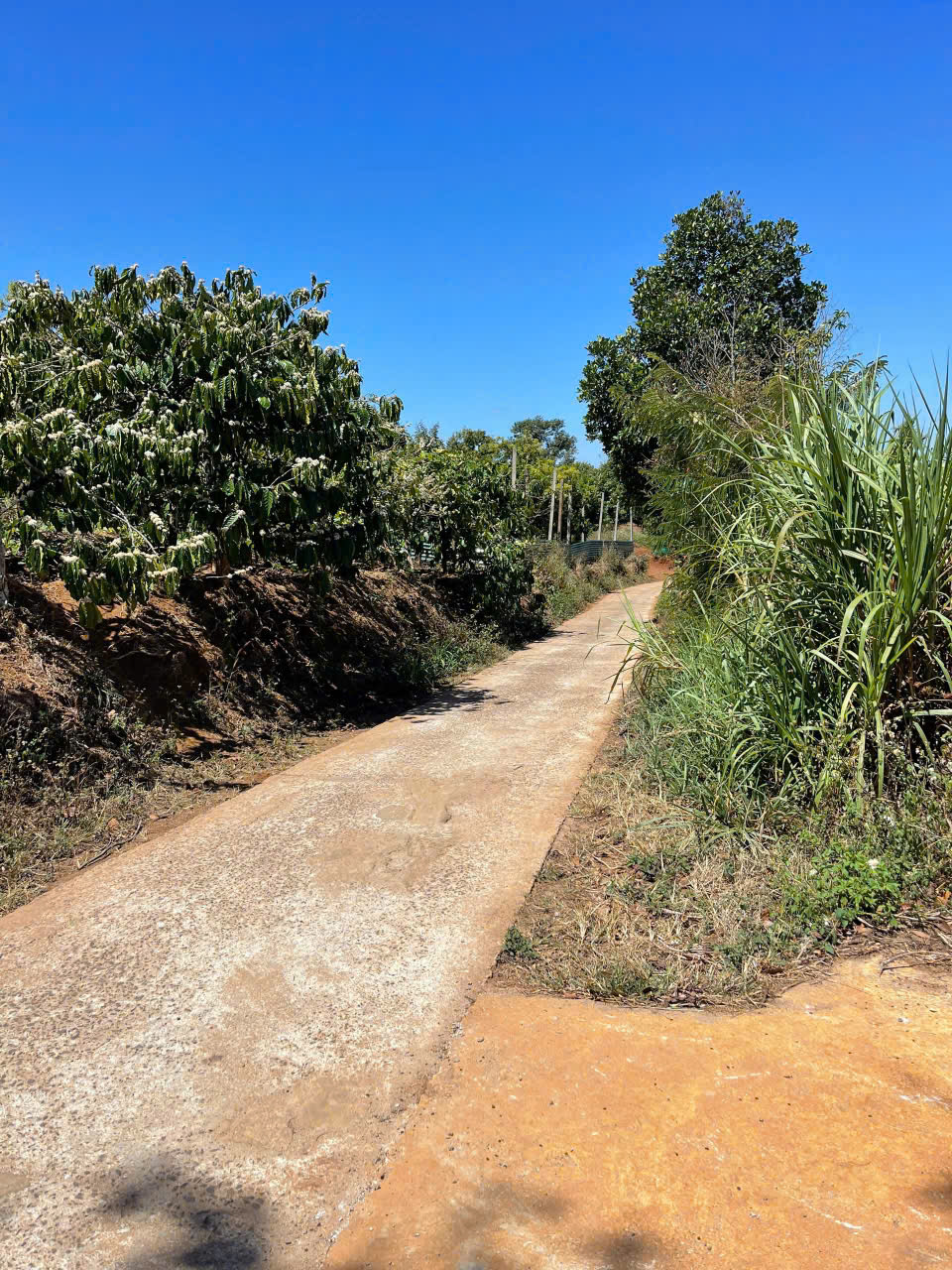 Chính Chủ bán nhanh lô đất rẫy phun sầu riêng năm 3, điện nước đầy đủ 2 mặt tiền đường bê tông. - Ảnh 3