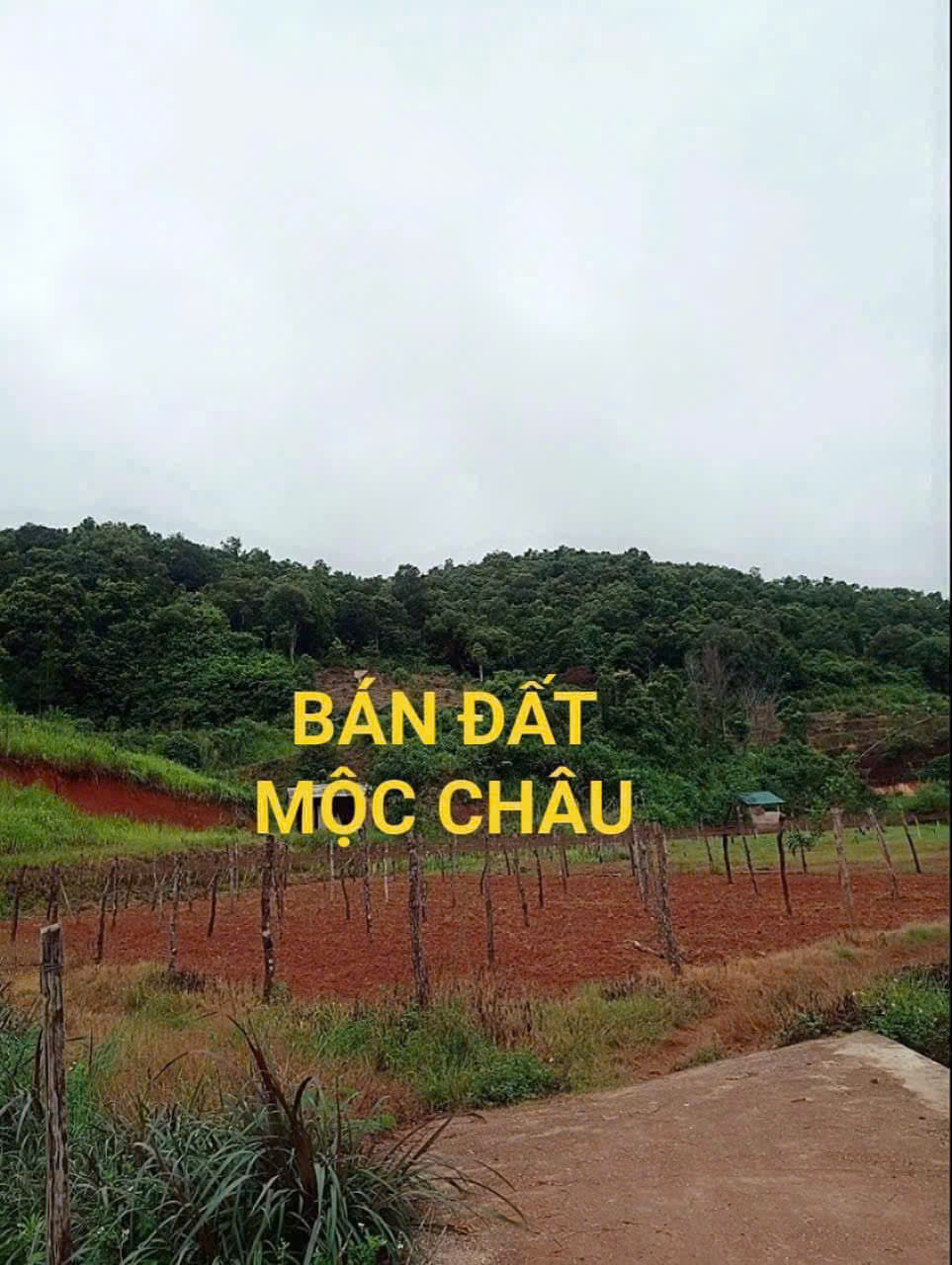 BÁN ĐẤT NGHỈ DƯỠNG, HOMESTAY TẠI  MỘC CHÂU – VỊ TRÍ VÀNG, GIÁ SIÊU TỐT! CHỈ 1,5tr/m2 - Ảnh chính