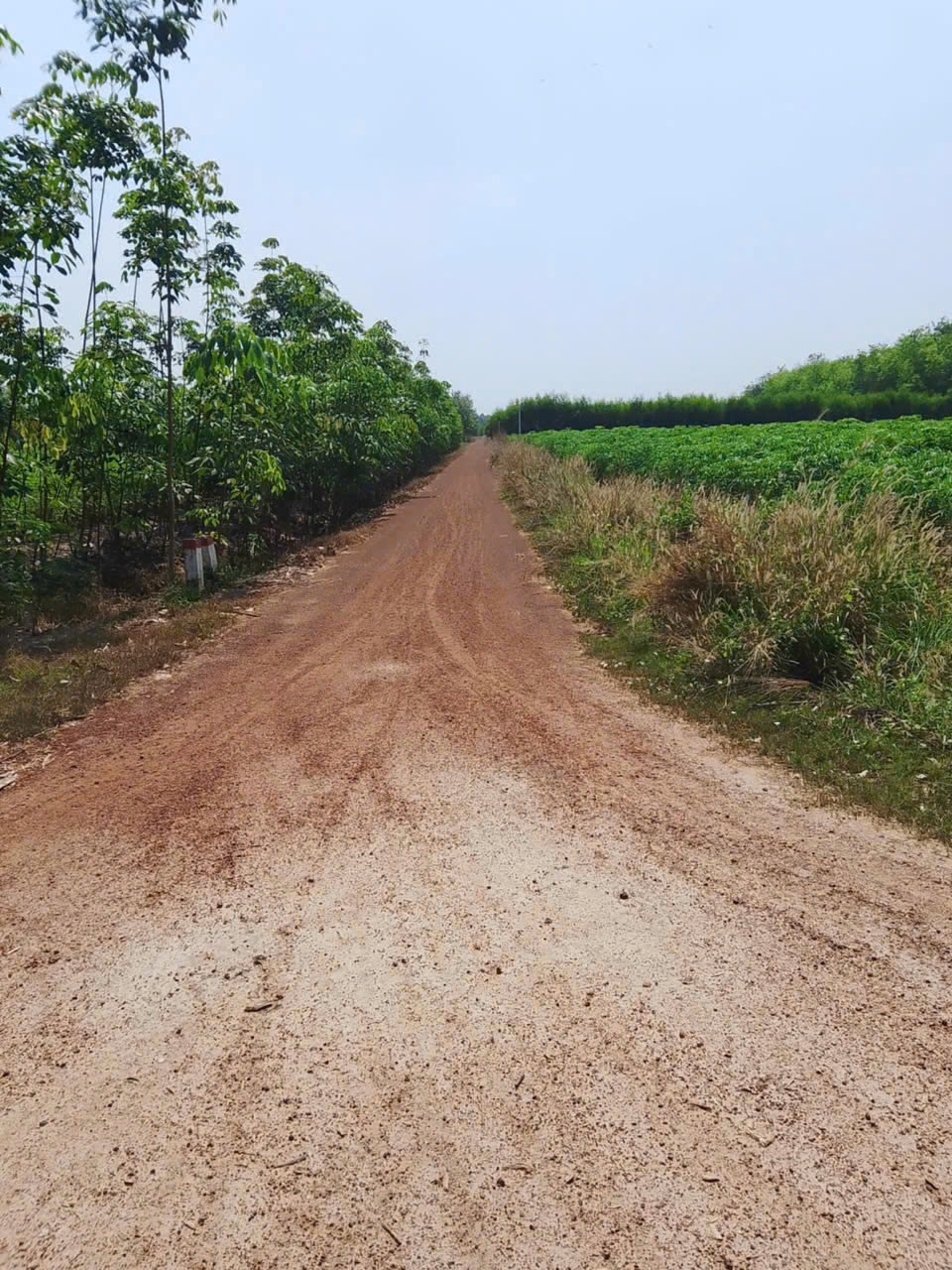 CHÍNH CHỦ CẦN BÁN ĐẤT VƯỜN Tại XÃ SUỐI DÂY - H. TÂN CHÂU - TỈNH TÂY NINH - Ảnh 1