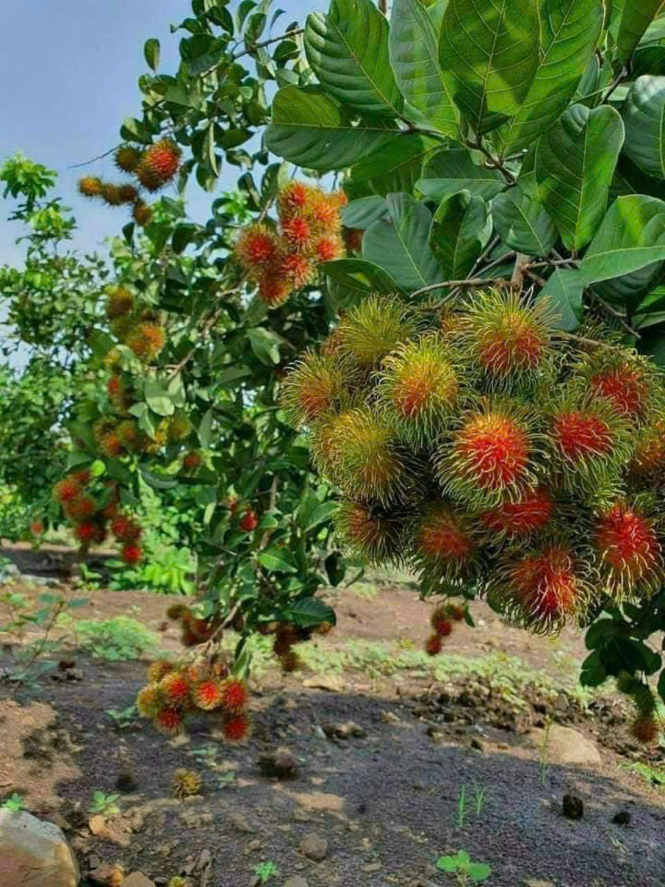 BẠN VÈ QUÊ GỬI BẢN VƯỜN CÂY ĂN TRÁI TẠI BÌNH DƯƠNG - Ảnh 1