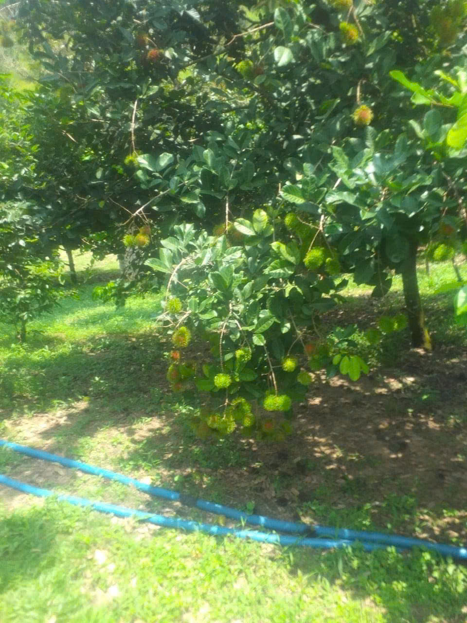 BẠN VÈ QUÊ GỬI BẢN VƯỜN CÂY ĂN TRÁI TẠI BÌNH DƯƠNG - Ảnh chính