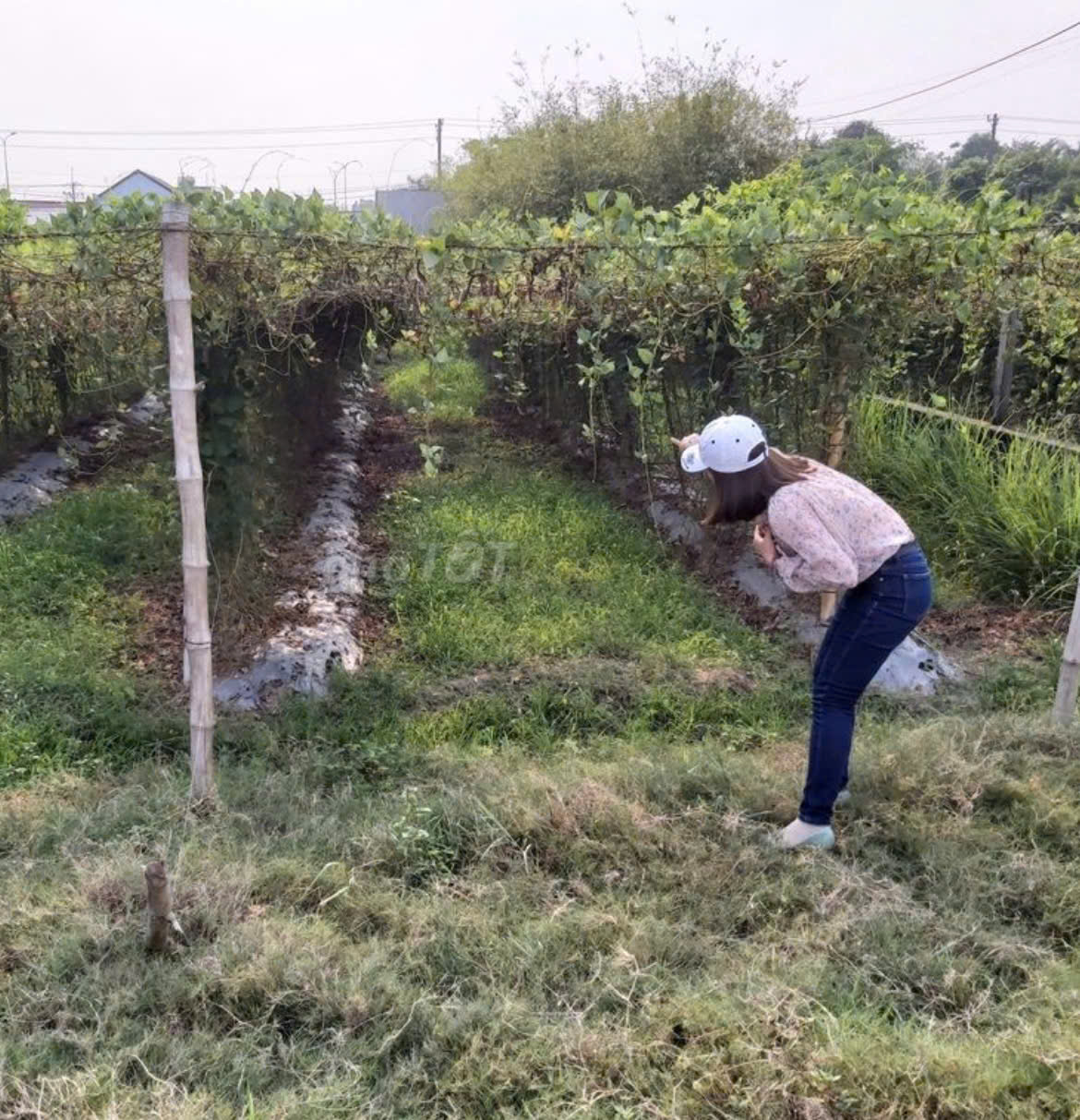 Chính chủ bán đất diện tích 196m2 cách quốc lộ 22 tầm 30m, xã Phước Hiệp, Củ Chi - Ảnh 2