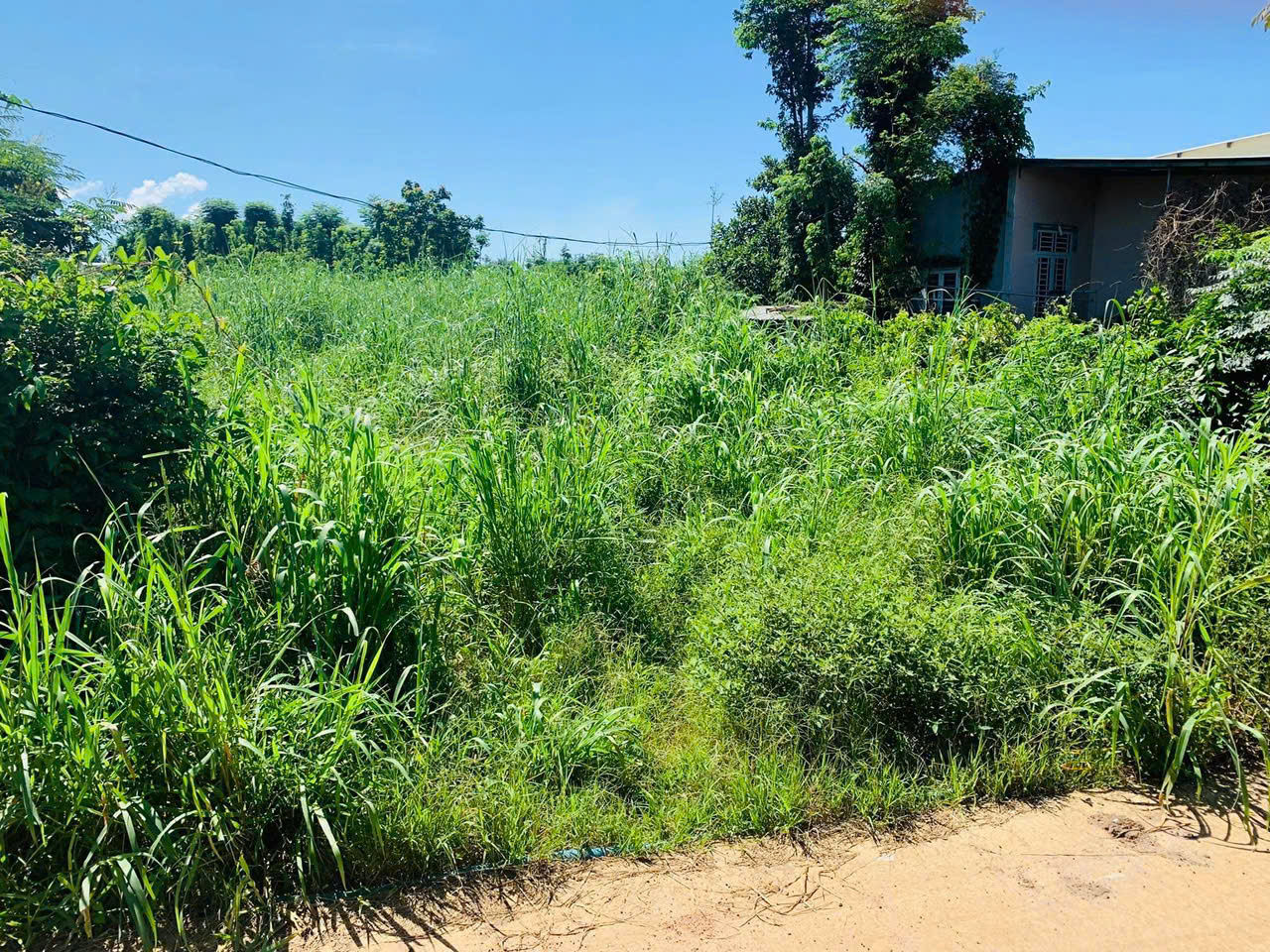 Chủ bán 1465mv chưa thổ cư cách 329 hoà hiệp 250m - Ảnh 1