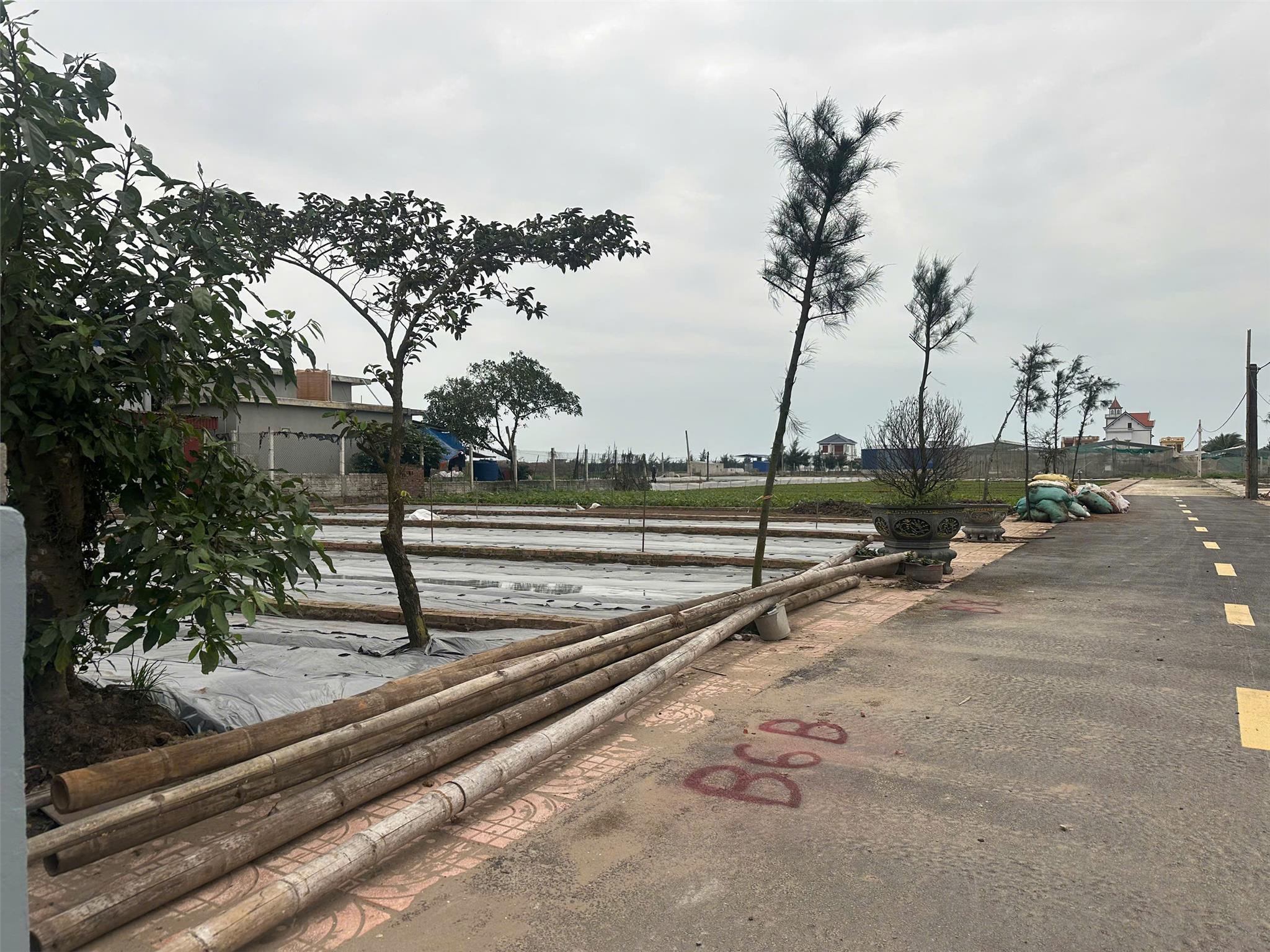 Chủ cần tiền bán đất ven biển Quất Lâm - Ảnh 2