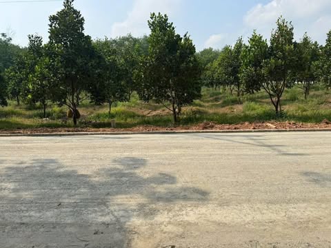 cần bán gấp mảnh đất vườn hơn 1000m2 ( 12 x 85 ) đã có sổ sẵn - Ảnh chính