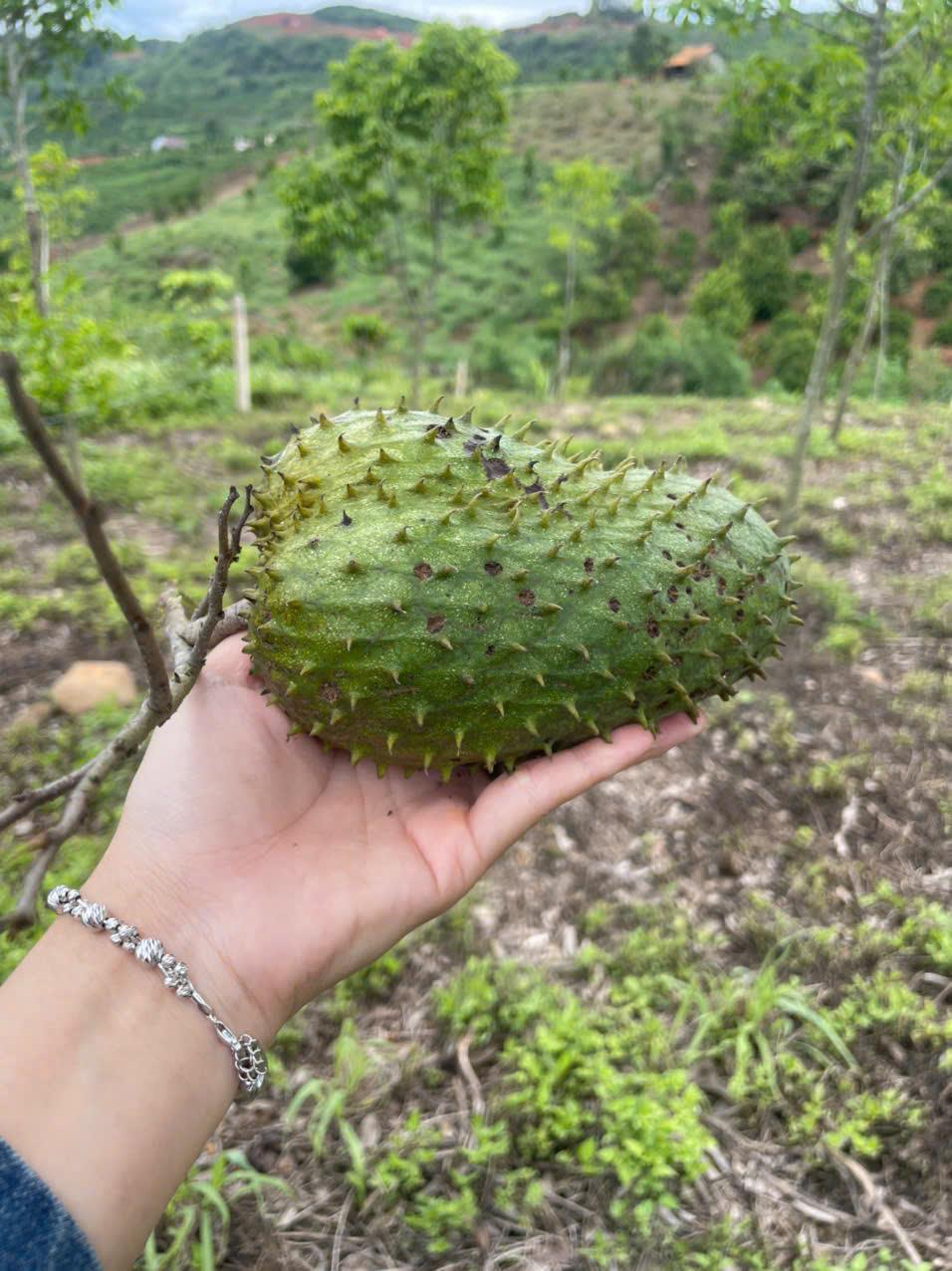 SỞ HỮU NGAY LÔ ĐẤT SIÊU ĐẸP - GIÁ SIÊU RẺ TẠI Đan Phượng, Lâm Hà, Lâm Đồng - Ảnh 4