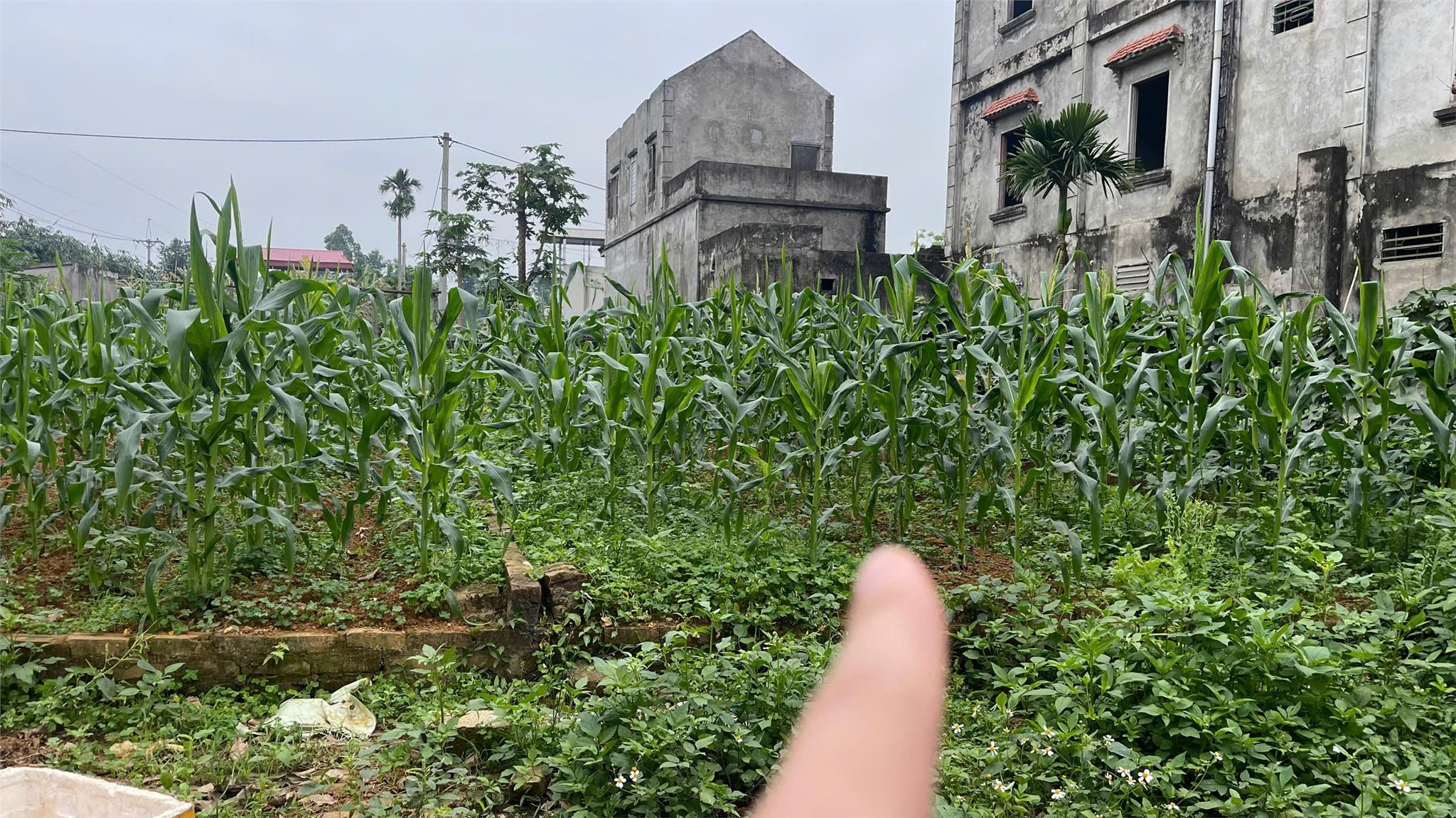 Đất Đẹp - Giá Tốt - Chính Chủ Cần Bán 2 Lô Đất liền kề vị trí đẹp tại huyện Ba Vì, TP Hà Nội - Ảnh chính
