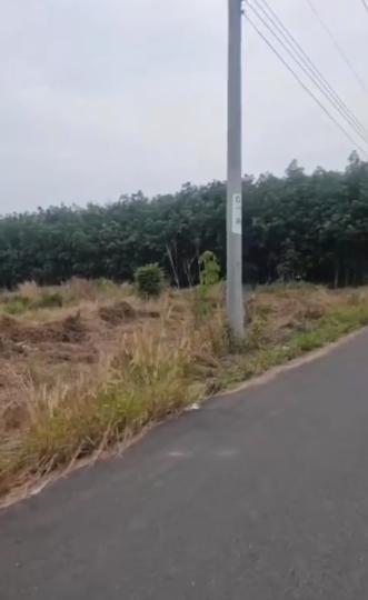 Cơ hội đầu tư đất Vĩnh Hòa – Phú Giáo: 1.5ha đất CLN mặt tiền đường ĐH513, giá tốt 5.5 tỷ/ha - Ảnh 2