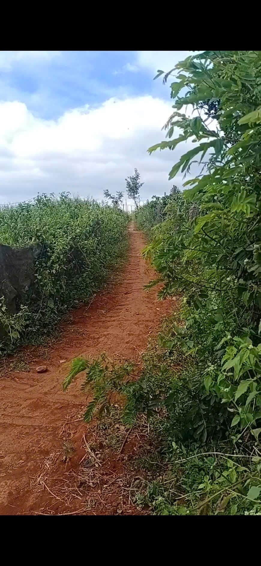 CHÍNH CHỦ Cần Bán Nhanh Lô Đất 4 Sào Đất Nông Nghiệp Gần Trung Tâm xã IAglai -Chư Sê - Ảnh chính