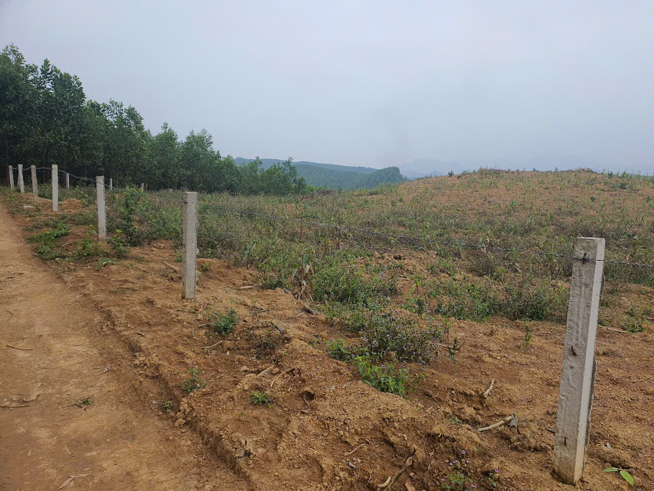 ĐẤT RỪNG ĐẸP - GIÁ TỐT - Vị Trí Đắc Địa Tại Xóm Hồng, Xã Bảo Hiệu, Huyện Yên Thủy, Tỉnh Hoà Bình - Ảnh chính