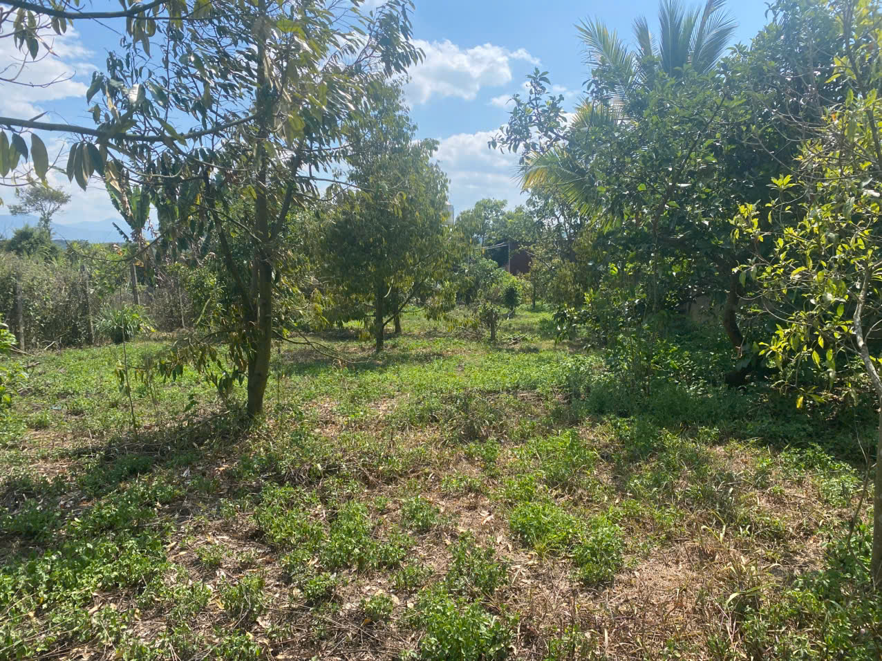BÁN ĐẤT THÔN 11 – HÒA NAM, DI LINH – 1.181M², CÓ 75M² THỔ CƯ, TRỒNG SẦU RIÊNG, MẶT TIỀN HẺM 30M - Ảnh 1