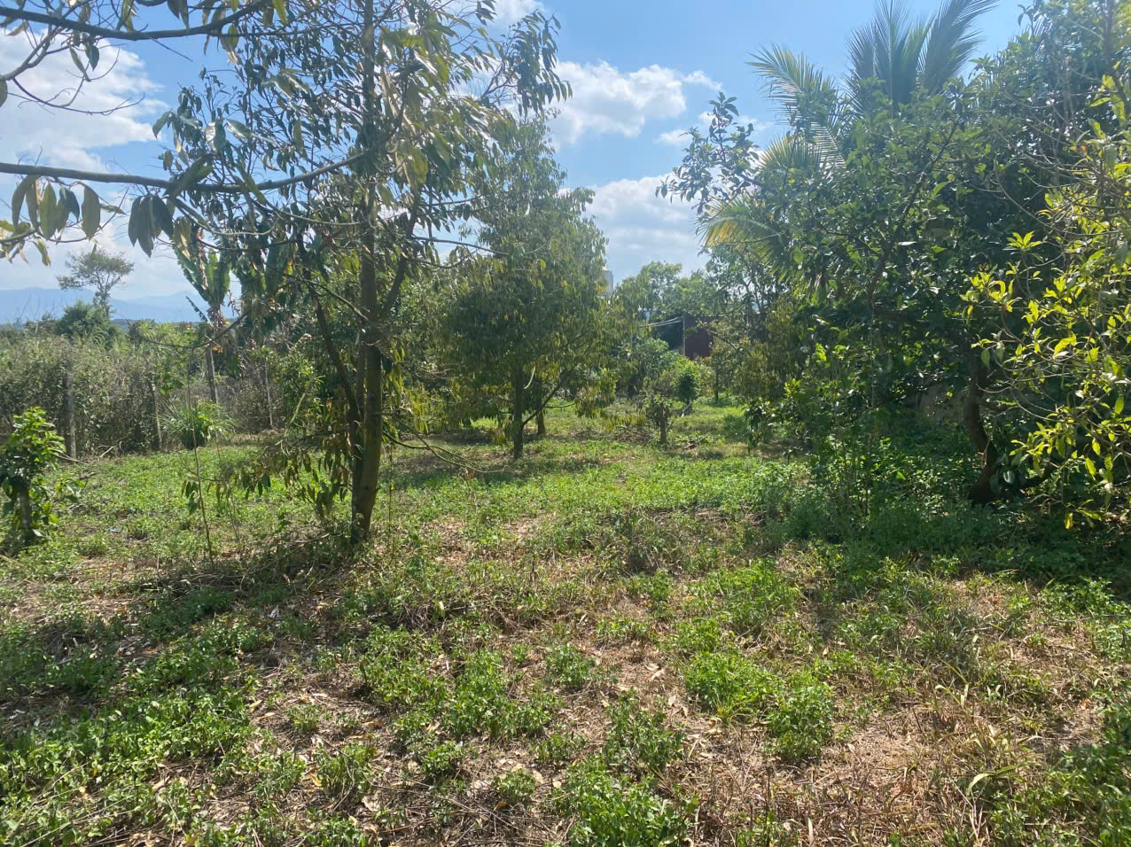 BÁN ĐẤT THÔN 11 – HÒA NAM, DI LINH – 1.181M², CÓ 75M² THỔ CƯ, TRỒNG SẦU RIÊNG, MẶT TIỀN HẺM 30M - Ảnh 2