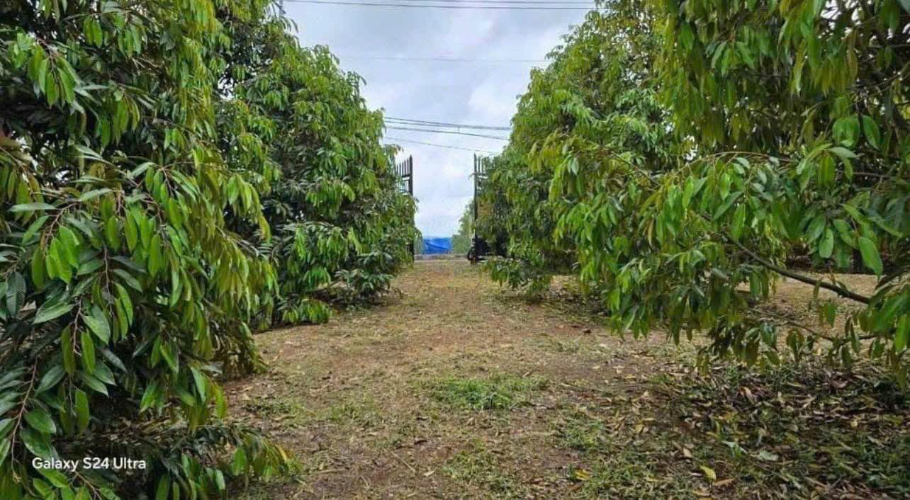 GIA ĐÌNH TÔI SANG MỸ ĐỊNH CƯ NÊN CẦN BÁN GÂP VƯỜN SẦU RIÊNG 300 CÂY CHUẨN BỊ THU HOẠCH - Ảnh 4