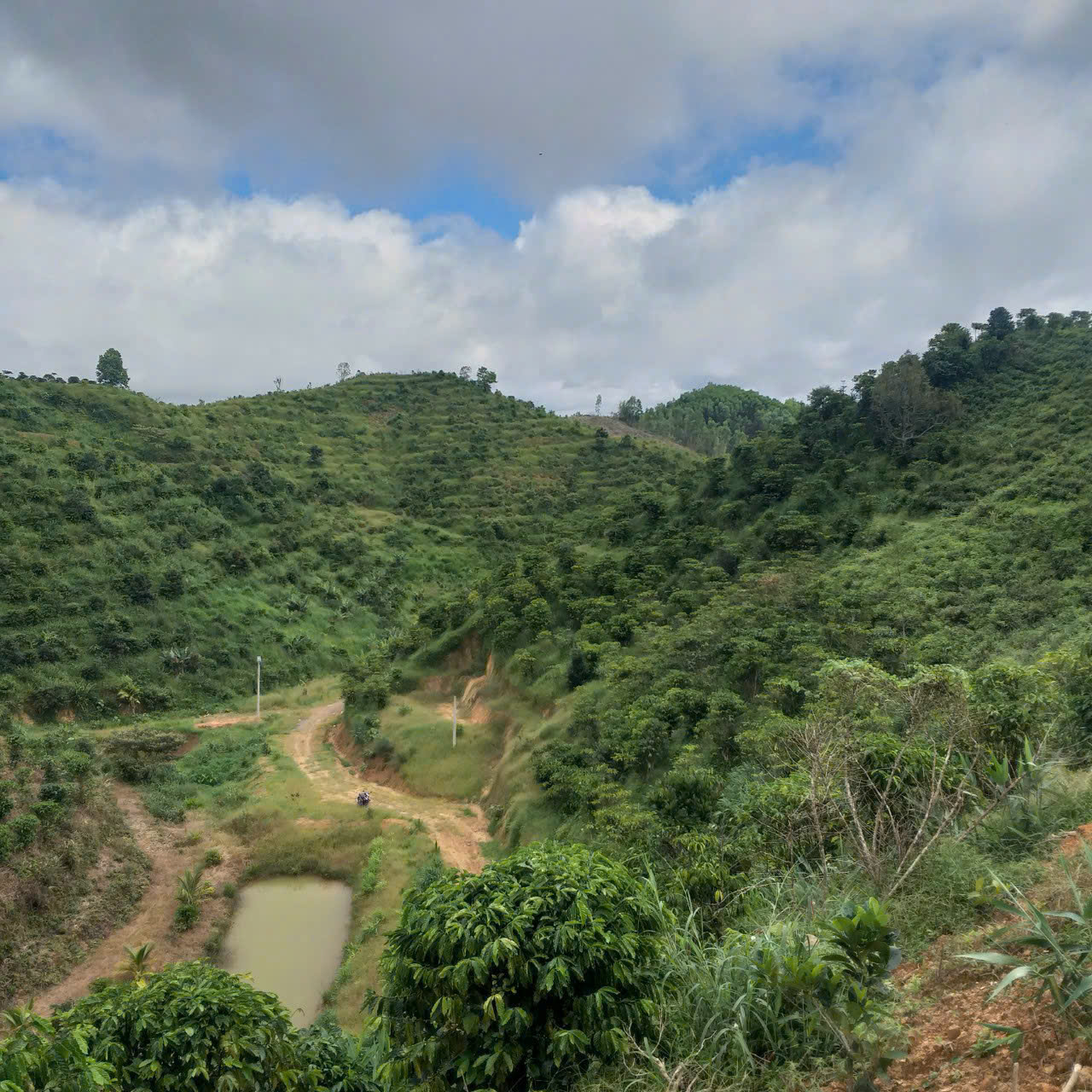 CHÍNH CHỦ BÁN ĐẤT TRỒNG CHÈ – CÀ PHÊ VIEW ĐẸP TẠI ĐẠI LÀO – BẢO LỘC 🌿 - Ảnh 3
