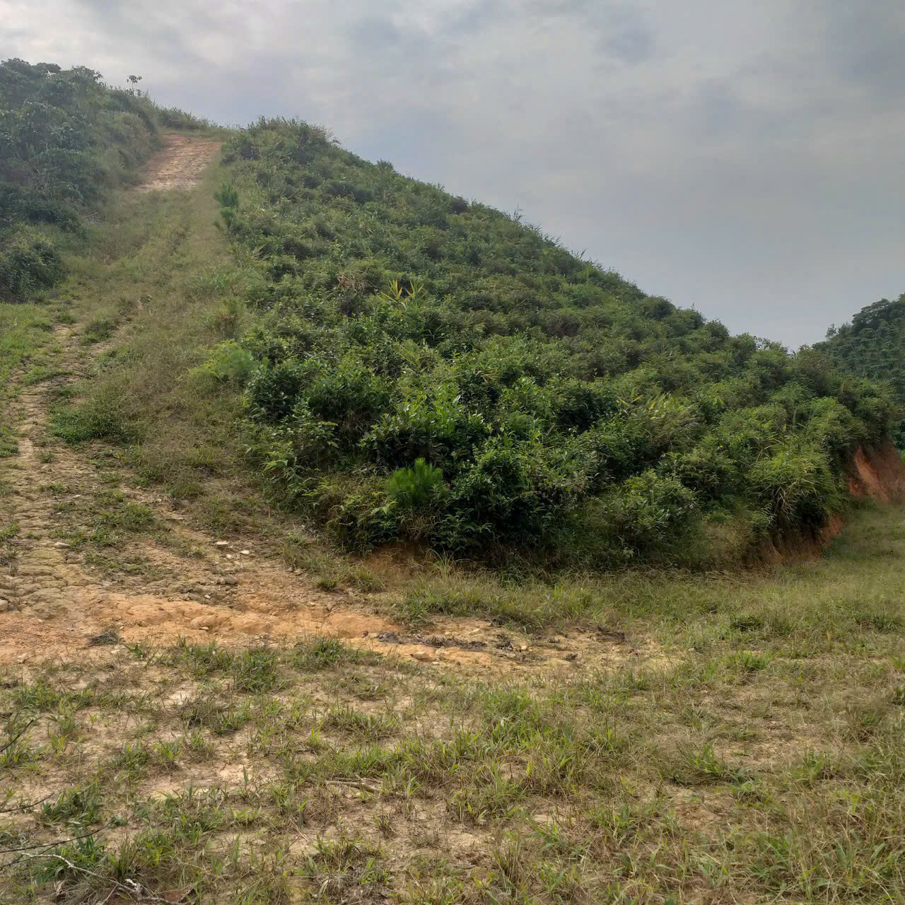 CHÍNH CHỦ BÁN ĐẤT TRỒNG CHÈ – CÀ PHÊ VIEW ĐẸP TẠI ĐẠI LÀO – BẢO LỘC 🌿 - Ảnh 2