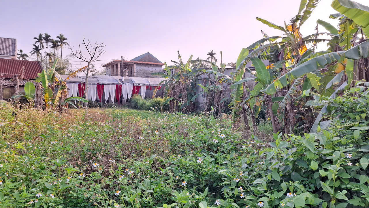 🏡 BÁN ĐẤT GIÁ RẺ PHƯỜNG DƯƠNG NỔ – CÁCH CHỢ MAI CHỈ 2.5KM - Ảnh 2