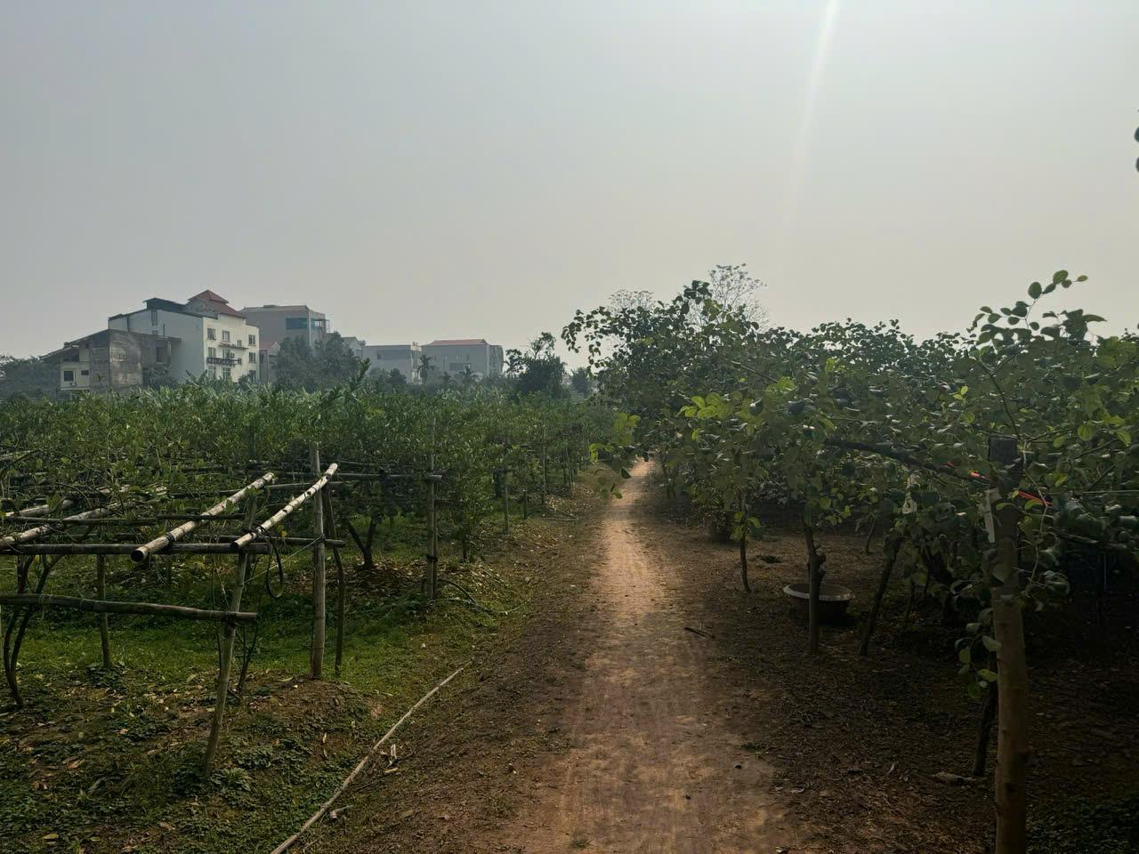 Đất Đẹp - Giá Tốt –Chính Chủ Cần bán nhanh lô đất vị trí tại huyện Phúc Thọ, TP Hà Nội - Ảnh 1