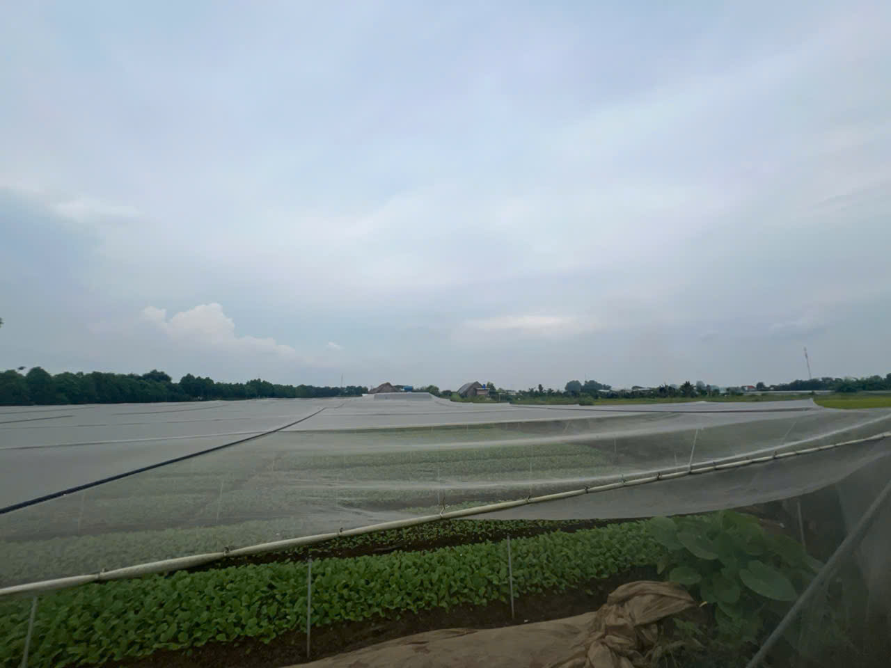 Chính chủ bán 8200m2 giá 2,5 triệu/m2 Xuân Thới Thượng 2, xã Xuân Thới Thượng, Hóc Môn - Ảnh chính