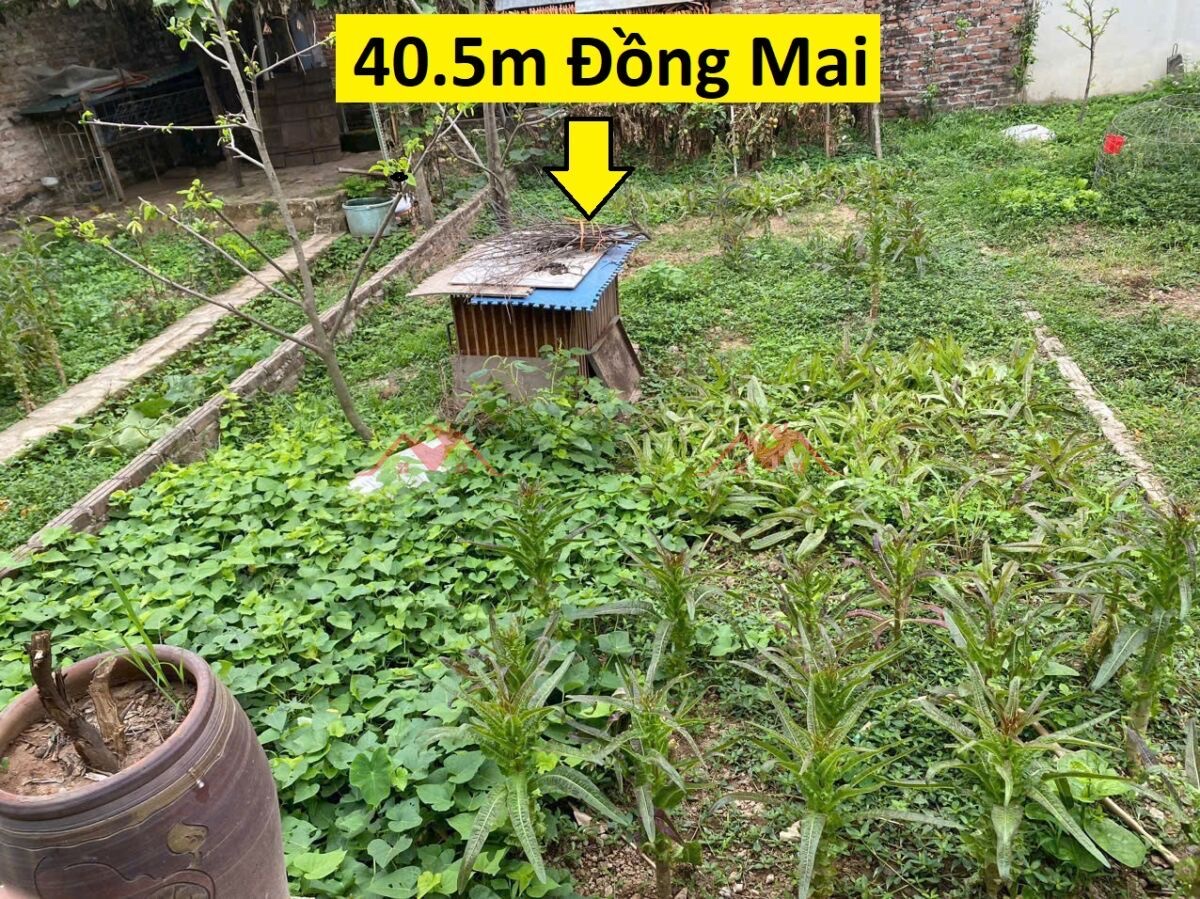 CHÍNH CHỦ BÁN LÔ ĐẤT 40.5M TẠI ĐỒNG MAI-HÀ ĐÔNG-HÀ NỘI - Ảnh chính