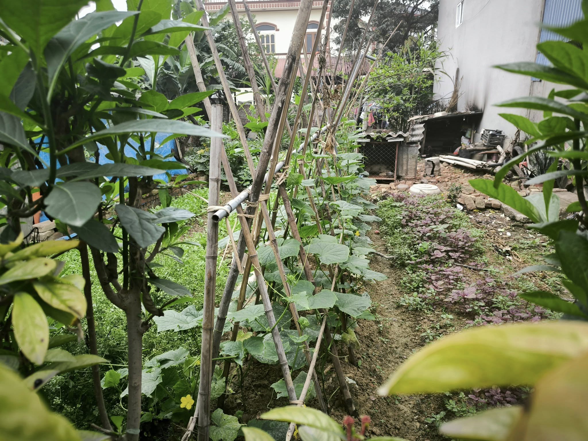 Đất đẹp Nhật Chiêu Tây Hồ - 130m MT5.5m vuông đẹp, chỉ 20 tỷ - Ảnh 2