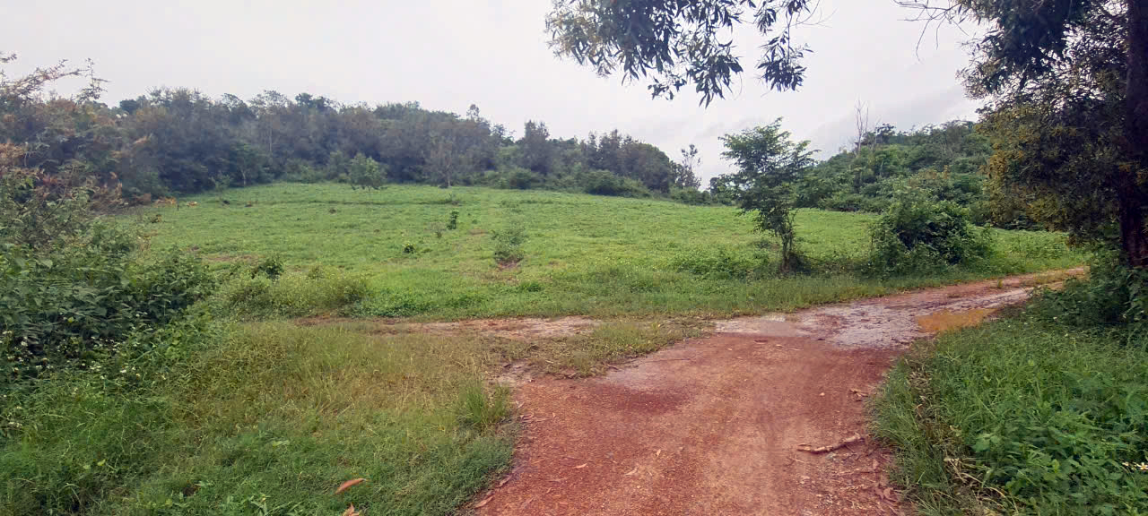 500 ha đất thuê còn 30 năm kề Tỉnh lộ 690, giáp đập Thủy lợi - Huyện Krông Ana - Đăk Lăk, giá chỉ - Ảnh 2