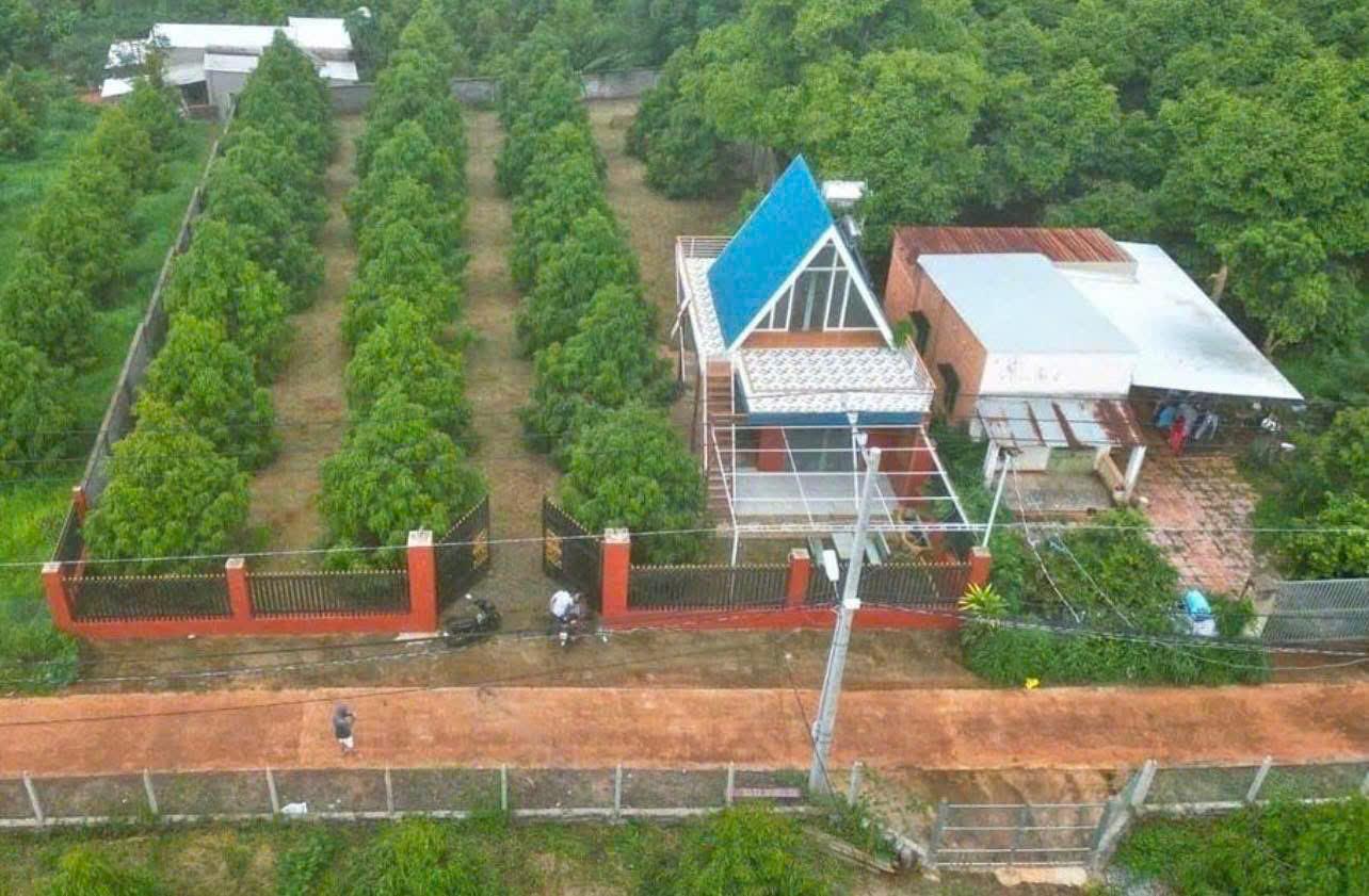 GIA ĐÌNH TÔI SANG MỸ ĐỊNH CƯ KHÔNG CÓ AI CHĂM VƯỜN NÊN CẦN BÁN LẠI HIỆN TẠI VƯỜN CÓ 300 CÂY SẦU - Ảnh 4