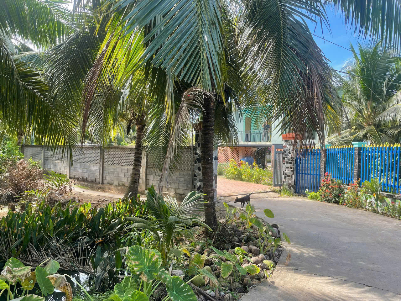 ĐẤT ĐẸP - GIÁ TỐT - Cần Bán Nhanh Lô Đất Vị Trí Đắc Địa  Tại Phước Thạnh, Châu Thành, Bến Tre - Ảnh 3
