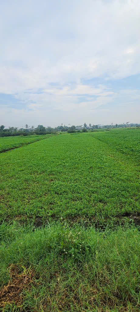 NHĨNH 35 TỶ GẤP BÁN HƠN 4.000M² ĐƯỜNG 6M THÔNG THẠNH XUÂN 14, Q12 - Ảnh 4