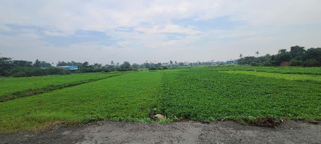 NHĨNH 35 TỶ GẤP BÁN HƠN 4.000M² ĐƯỜNG 6M THÔNG THẠNH XUÂN 14, Q12 - Ảnh 2