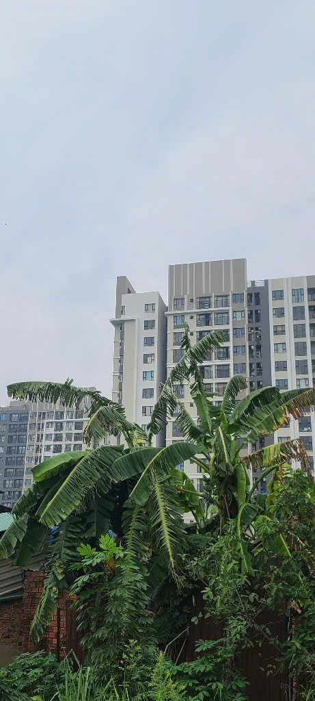 NHĨNH 35 TỶ GẤP BÁN HƠN 4.000M² ĐƯỜNG 6M THÔNG THẠNH XUÂN 14, Q12 - Ảnh 3