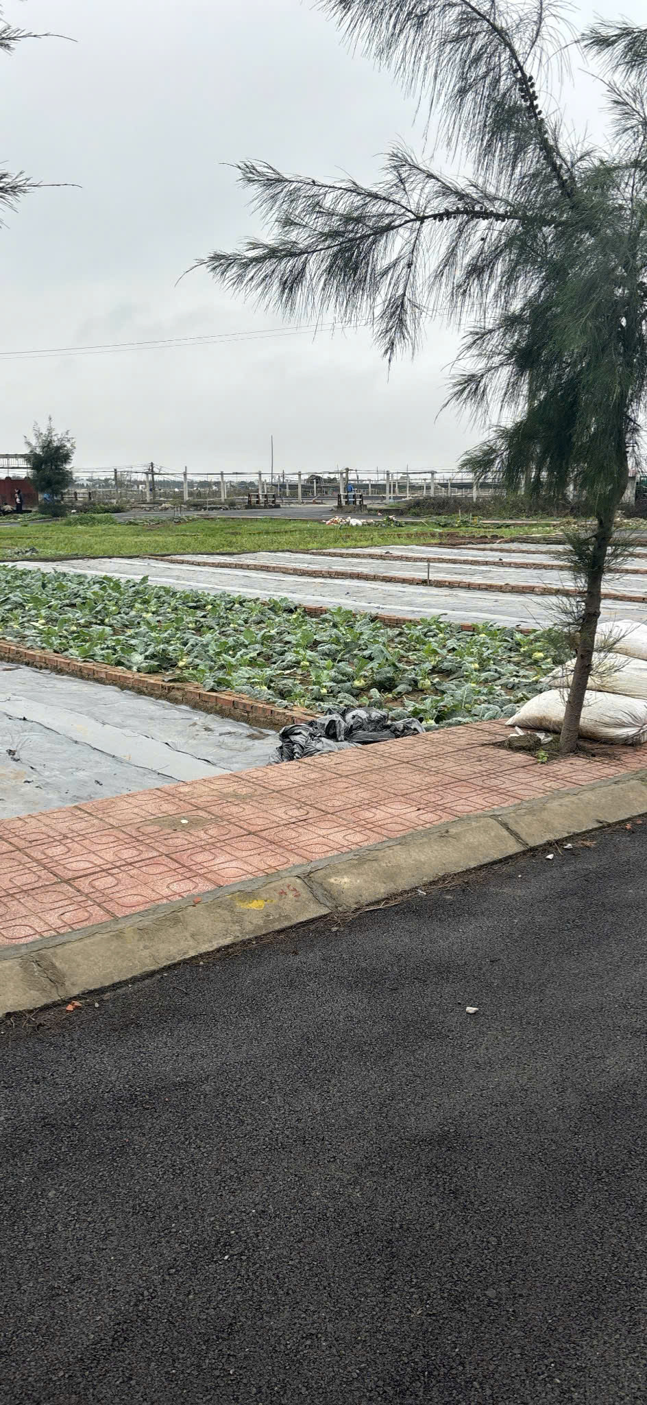 Đất nền ven biển Quất Lâm Nam Định - Ảnh chính