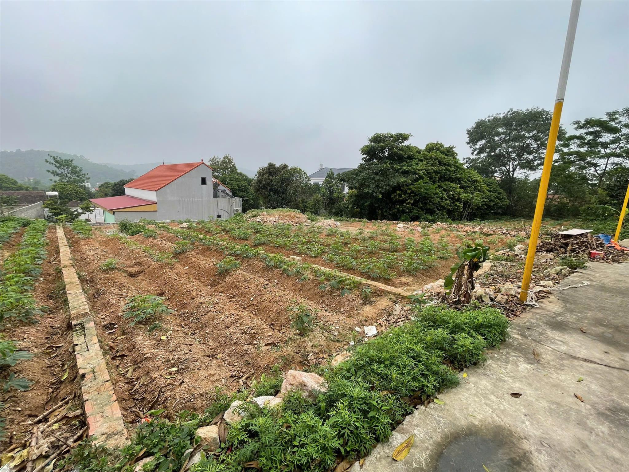 ĐẤT CHÍNH CHỦ - LÃI NGAY KHI MUA - Xã Châu Phong, TX Quế Võ, Tỉnh Bắc Ninh - Ảnh chính