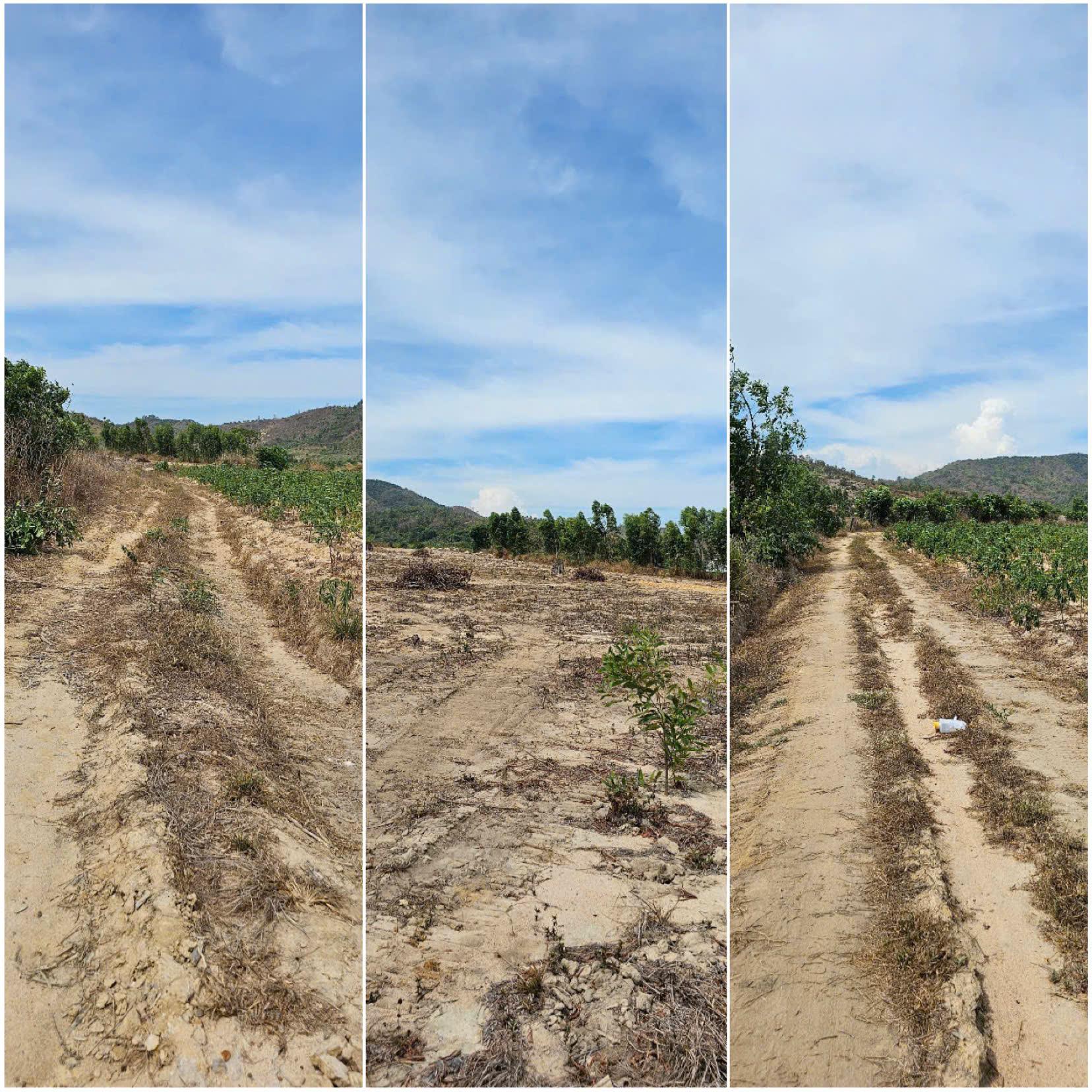 CHÍNH CHỦ CẦN BÁN NHANH 4,7HA ĐẤT TẠI Xã Tân Phúc huyện Hàm Tân tỉnh Bình Thuận. - Ảnh 1
