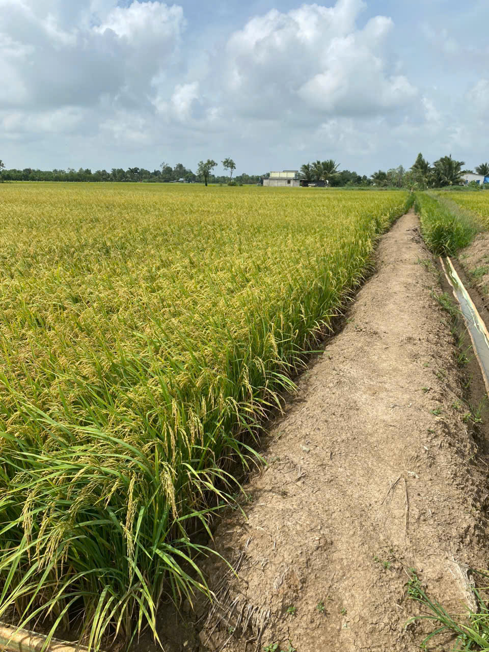 Bán 1500 m2 đất lúa tại xã tân phước, huyện gò công đông, tiền Giang 550tr hết đấ - Ảnh 2