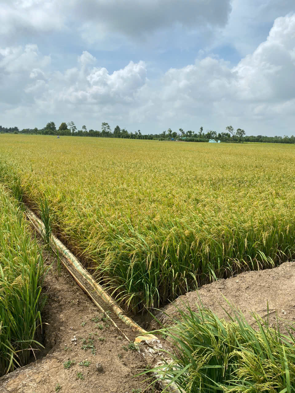 Bán 1500 m2 đất lúa tại xã tân phước, huyện gò công đông, tiền Giang 550tr hết đấ - Ảnh 3
