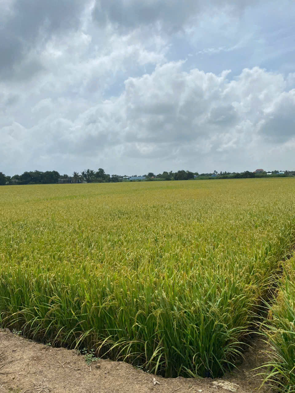 Bán 1500 m2 đất lúa tại xã tân phước, huyện gò công đông, tiền Giang 550tr hết đấ - Ảnh 4