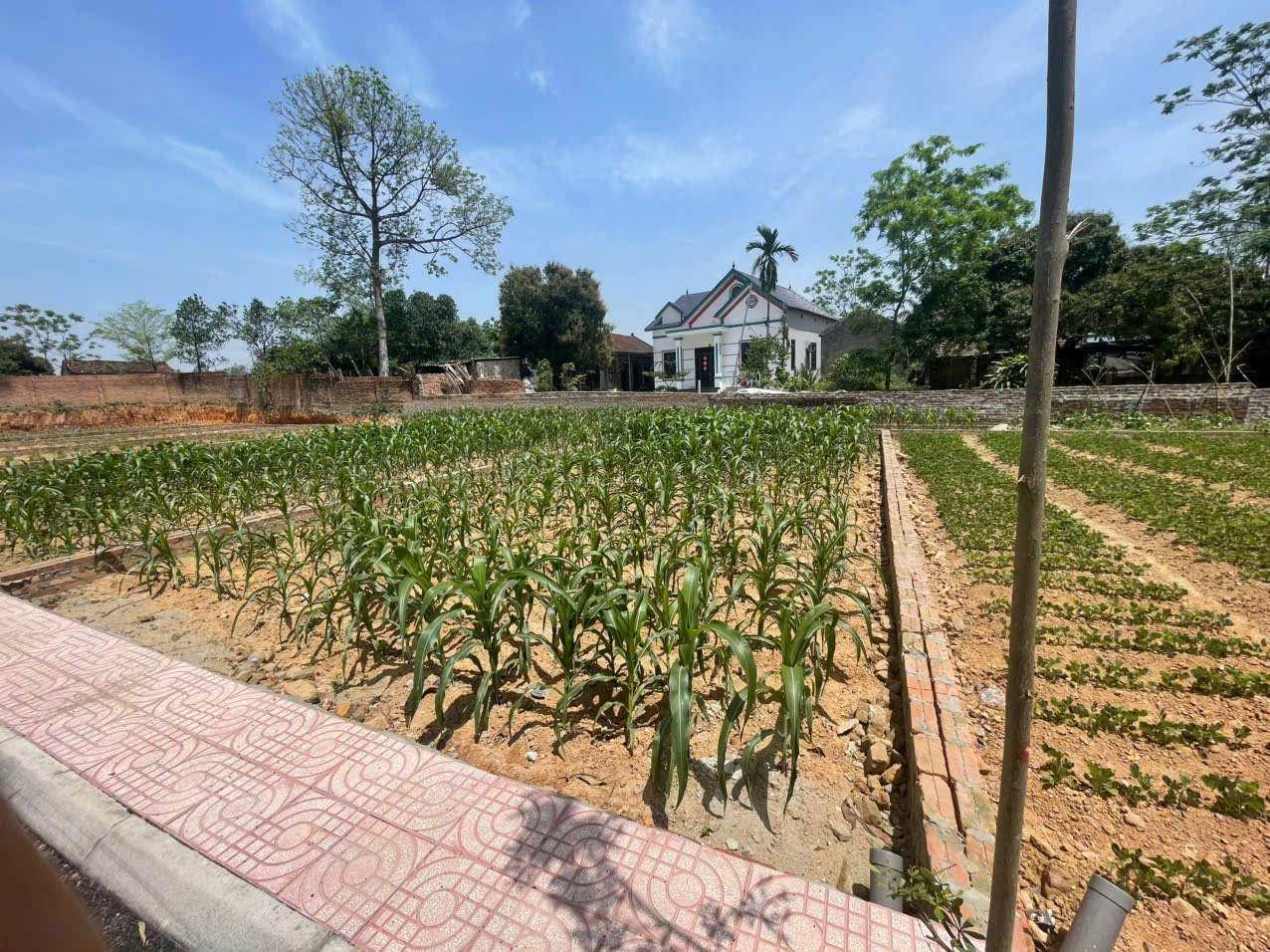 Nhanh tay sở hữu lô đất đẹp tại Khu Phân Lô Kiểu Mẫu, Tiên Chu, Xã Bắc Sơn, Sóc Sơn - Ảnh 4