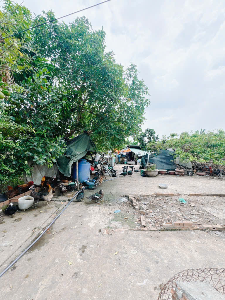 BÁN 2743,7M² ĐẤT NGAY KHU BIỆT THỰ PHÂN LÔ QUỐC LỘ 1A, THỚI AN, Q12 - Ảnh 2