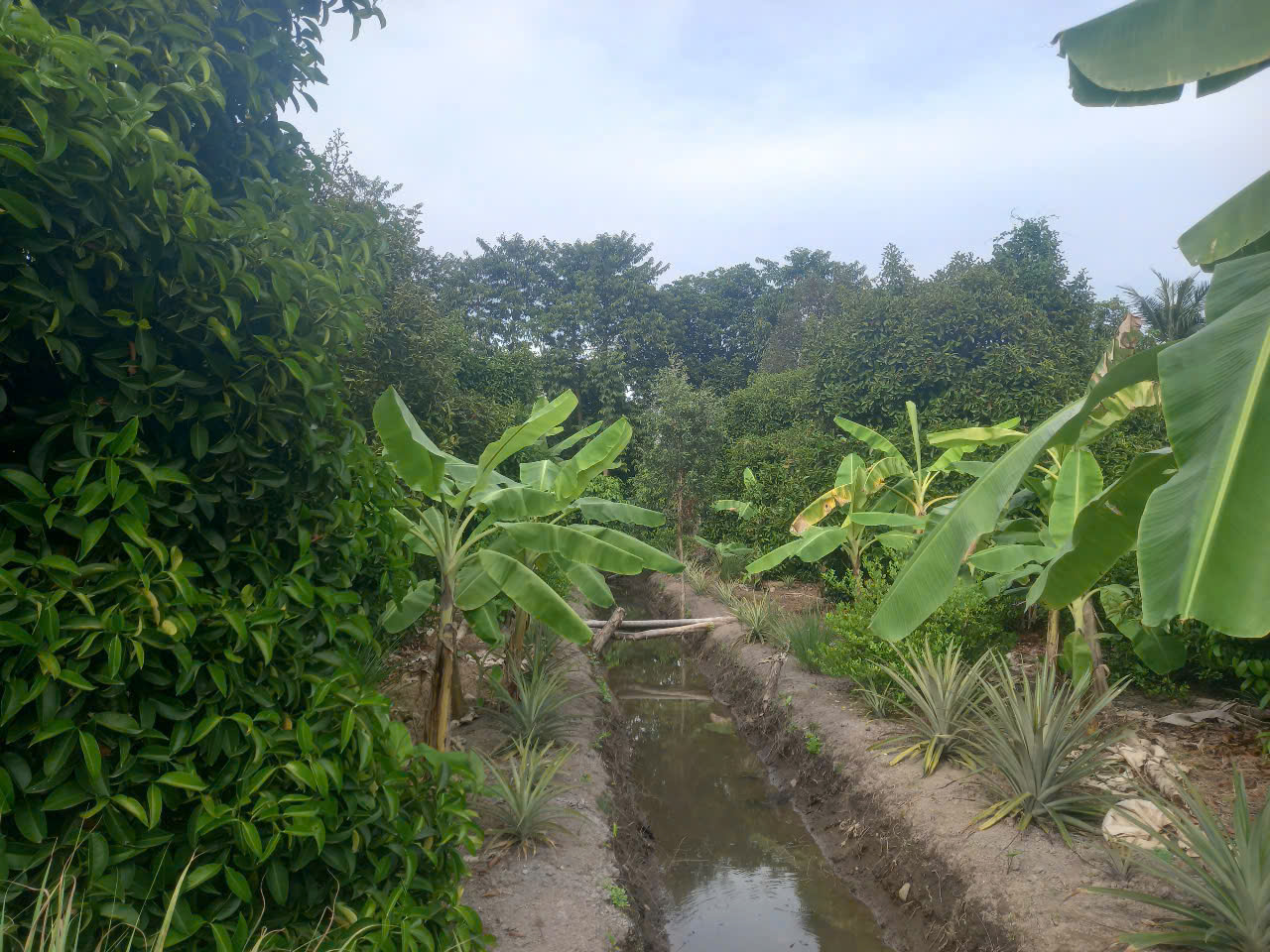 VỊ TRÍ ĐẸP - ĐẦU TƯ SINH LỜI - Cần Bán Đất Chính Chủ Tại Phường An Thạnh, Thuận An, Bình Dương - Ảnh 2
