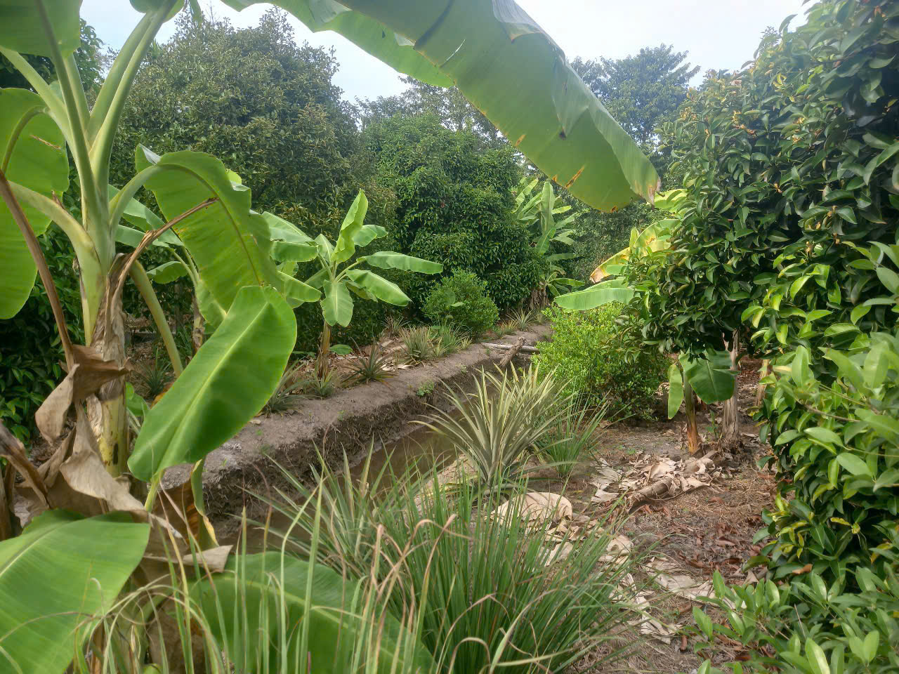 VỊ TRÍ ĐẸP - ĐẦU TƯ SINH LỜI - Cần Bán Đất Chính Chủ Tại Phường An Thạnh, Thuận An, Bình Dương - Ảnh 3