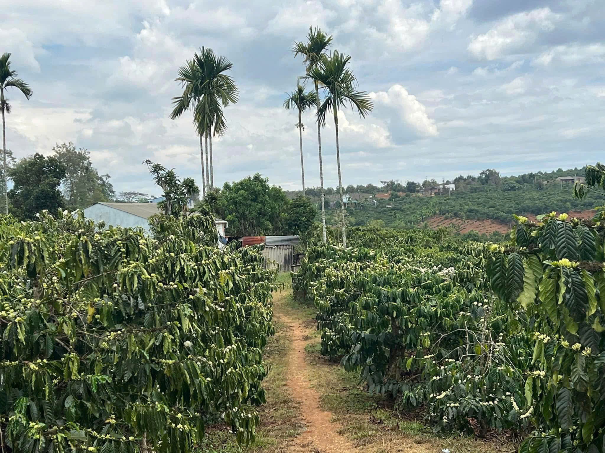 Đất đẹp- giá đầu tư Chính Chủ cần Bán Nhanh Lô Đất vị trí tại huyện Lâm Hà, tỉnh Lâm Đồng - Ảnh chính