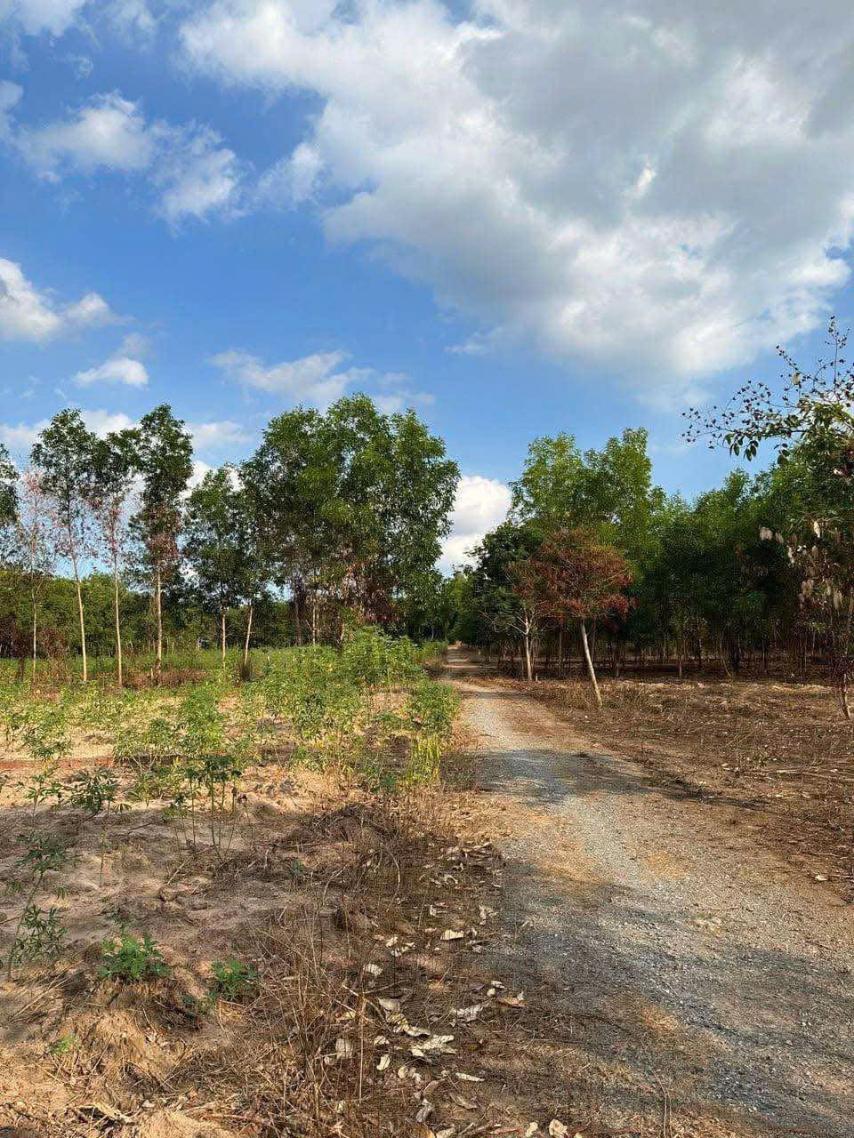DUY NHẤT Lô Đất  Hơn 6000m2, View Sông Buông Tại Xã An Viễn, Huyện Trảng Bom, Đồng Nai. - Ảnh 3