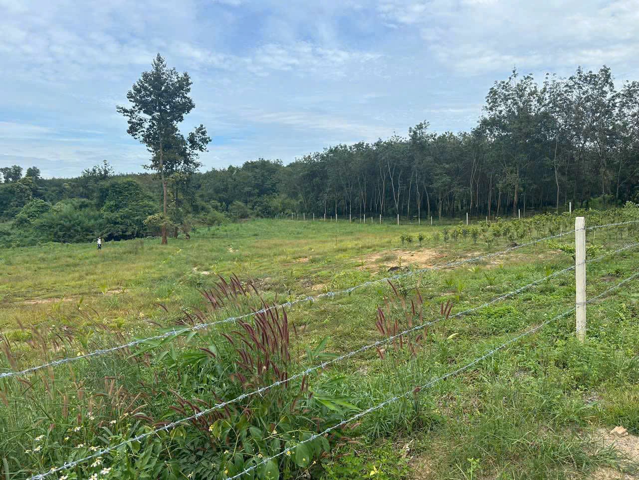 DUY NHẤT Lô Đất  Hơn 6000m2, View Sông Buông Tại Xã An Viễn, Huyện Trảng Bom, Đồng Nai. - Ảnh 4
