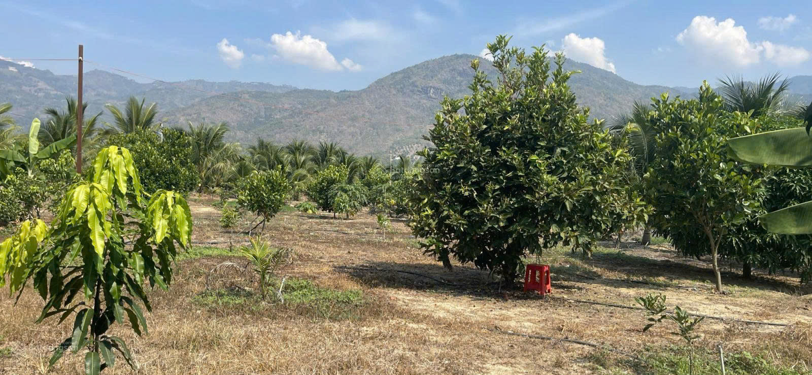 CHÍNH CHỦ CẦN BÁN  LÔ ĐẤT Vườn Trái Cây Lâu Năm  tại Thôn Lâm Phú, Xã Lâm Sơn, Ninh Sơn, Ninh Thuận - Ảnh 2