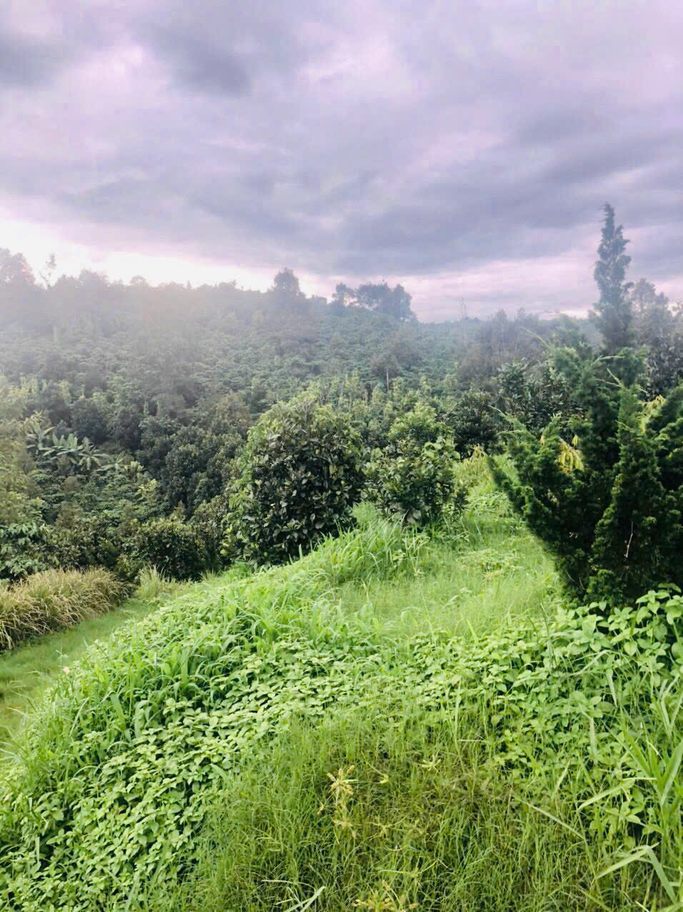 💥  GIÁ NGỘP THỞ - BÁN GẤP VƯỜN CÂY ĂN TRÁI 4,3 SÀO – HẺM 198 ĐOÀN THỊ ĐIỂM, LỘC THANH, TP. BẢO LỘC - Ảnh 2