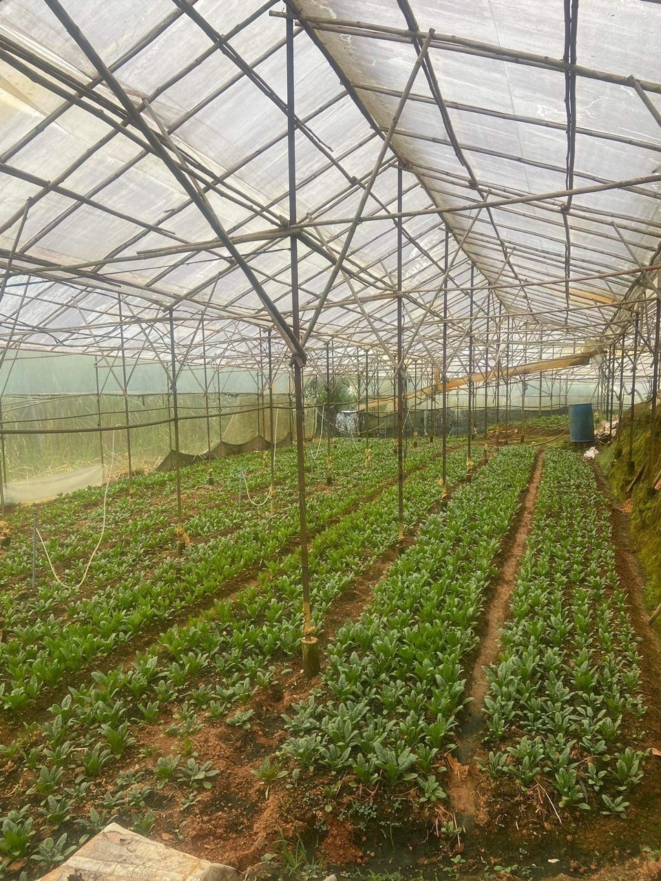 ĐẤT ĐẸP – GIÁ  TỐT - CẦN BÁN  LÔ Đất Đường Cam Ly, Phường 5, TP Đà Lạt, Lâm Đồng. - Ảnh chính
